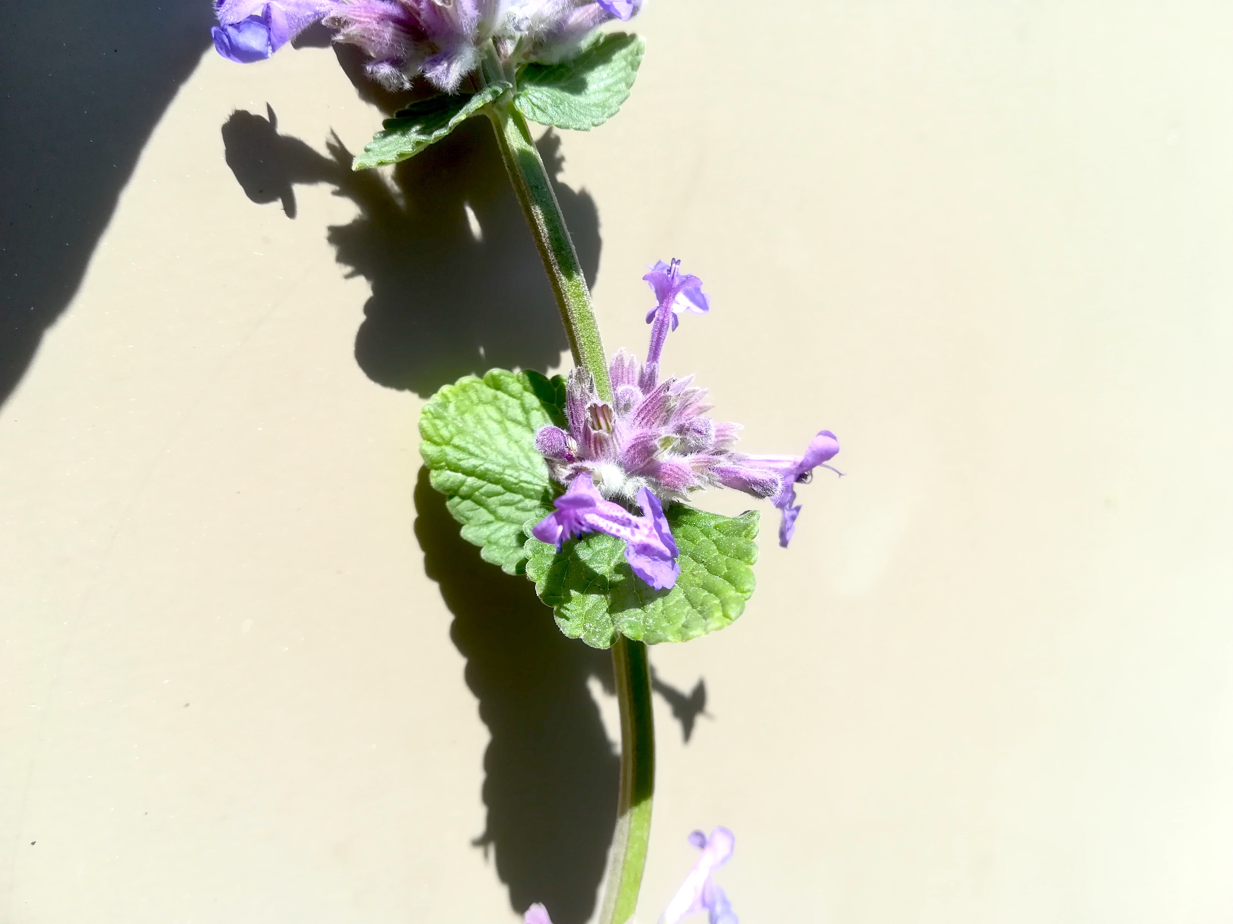 nepeta cf. racemosa hirtenberg_20190524_111006.jpg