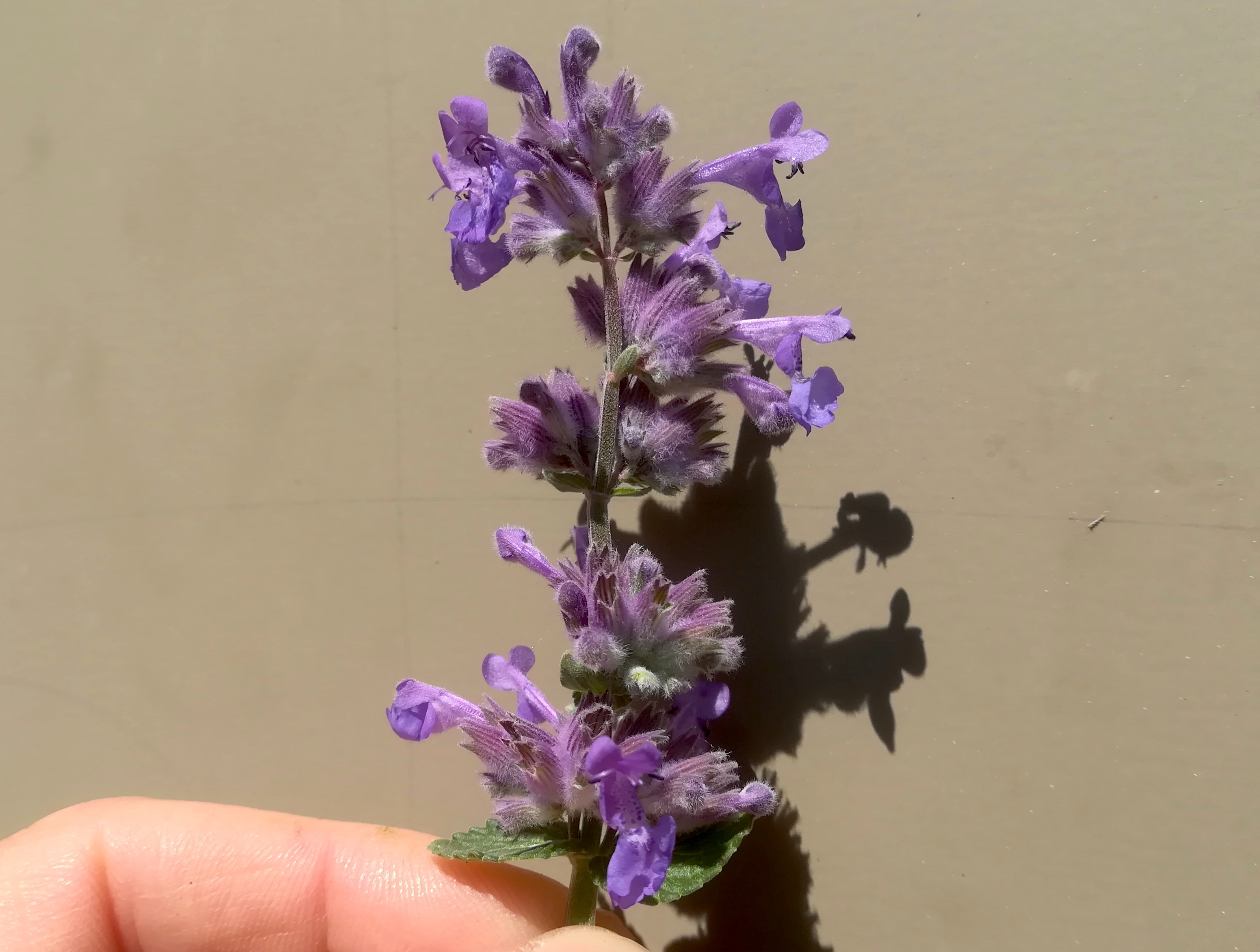 nepeta cf. racemosa hirtenberg_20190524_111015.jpg