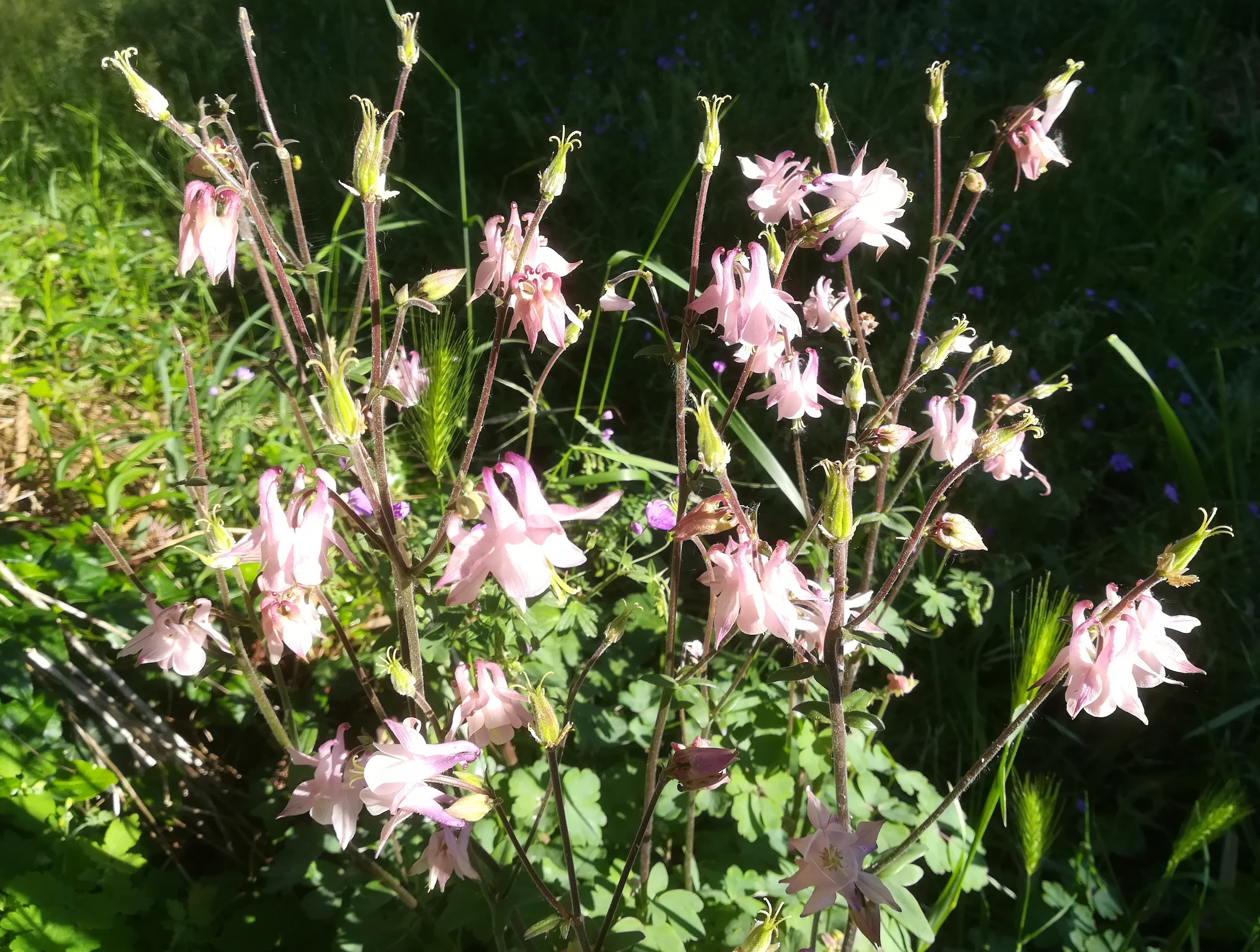 aquilegia vulgaris-hybride hirtenberg_20190524_080712.jpg