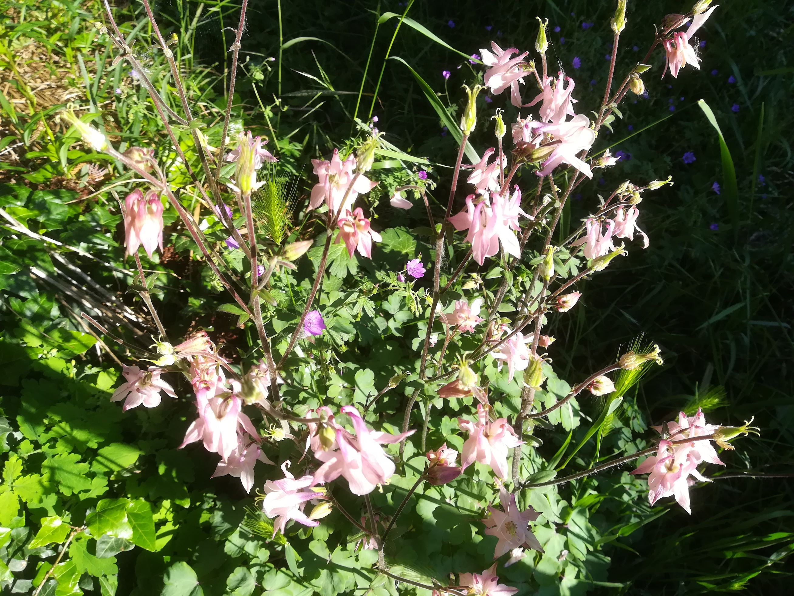 aquilegia vulgaris-hybride hirtenberg_20190524_080715.jpg