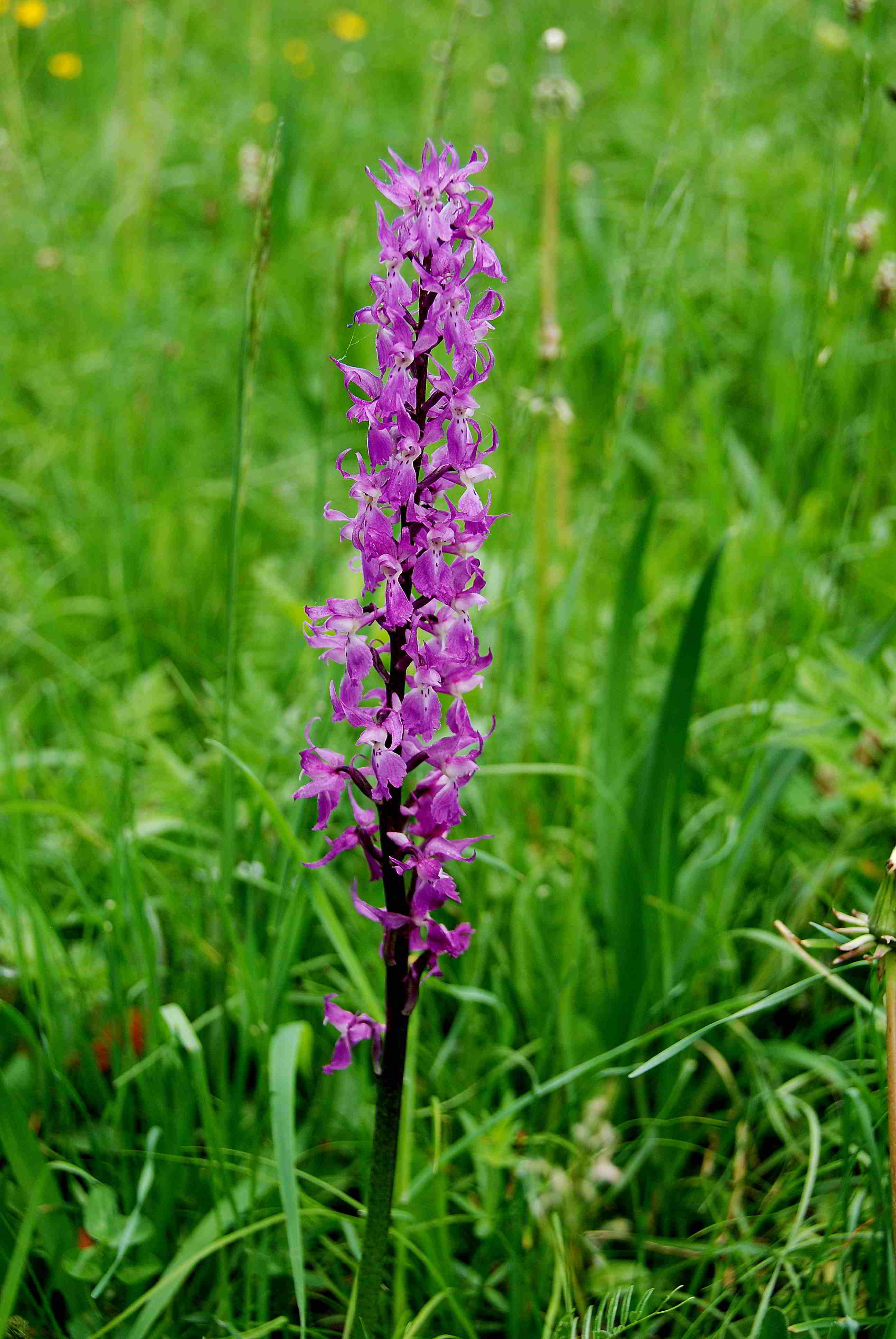 Lilienfeld-20052017-(99)-Weg zur Ortnerwiese-Manns Knabenkraut.JPG