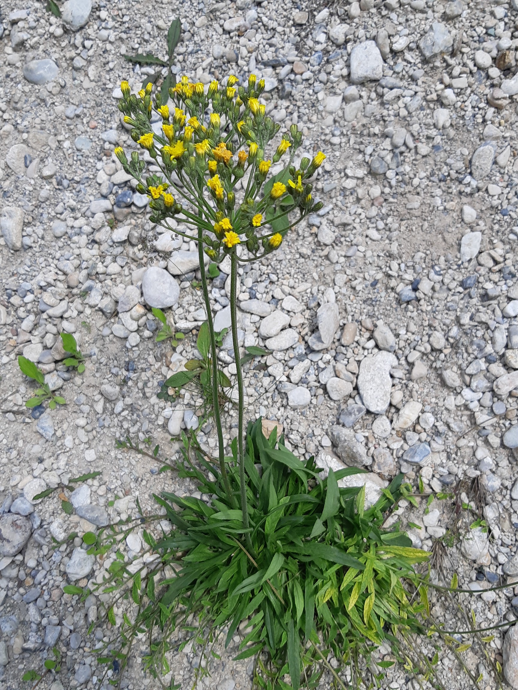 20190525_123341-1728x2304.jpg