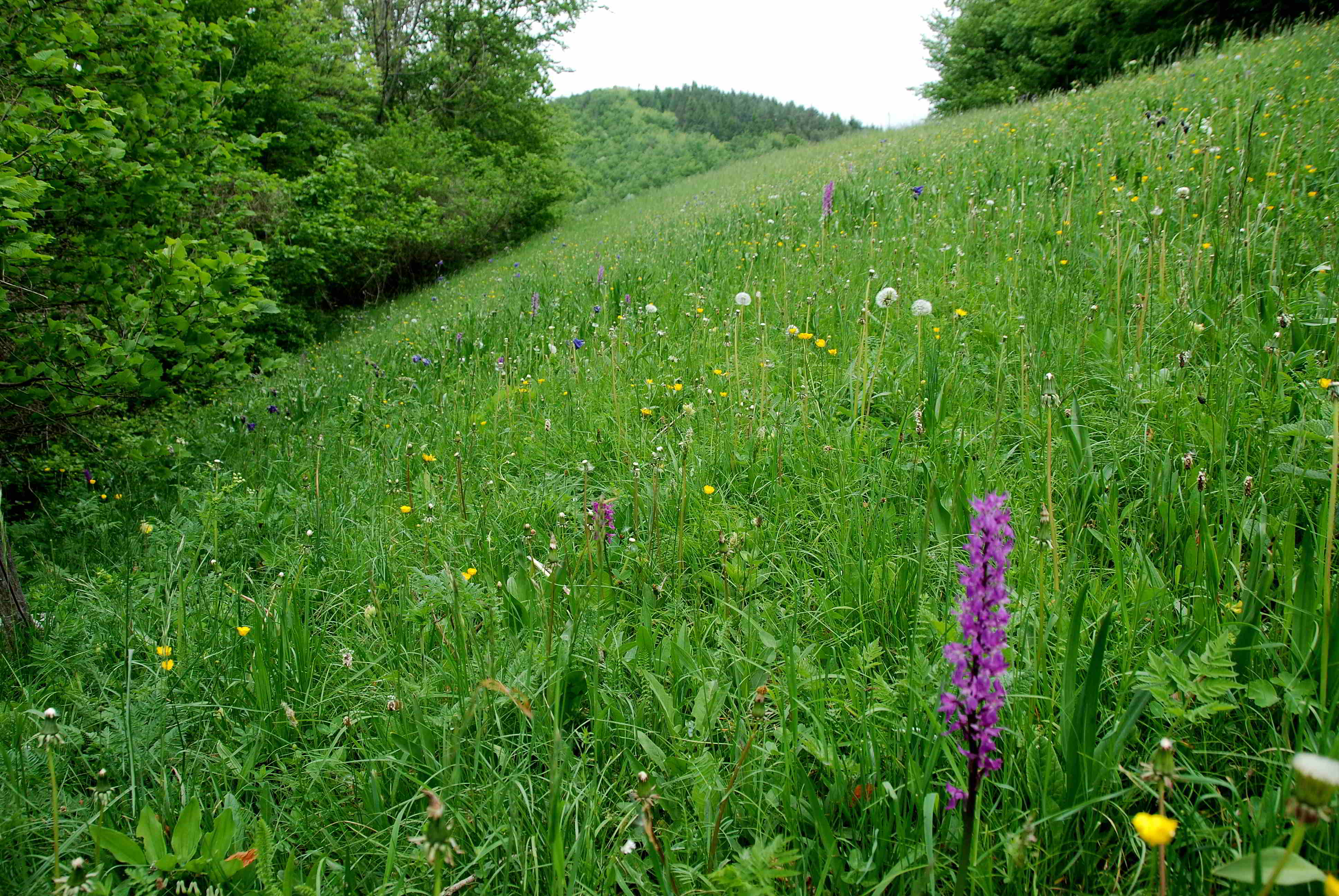 Lilienfeld-20052017-(100)-Weg zur Ortnerwiese-Manns Knabenkraut.JPG