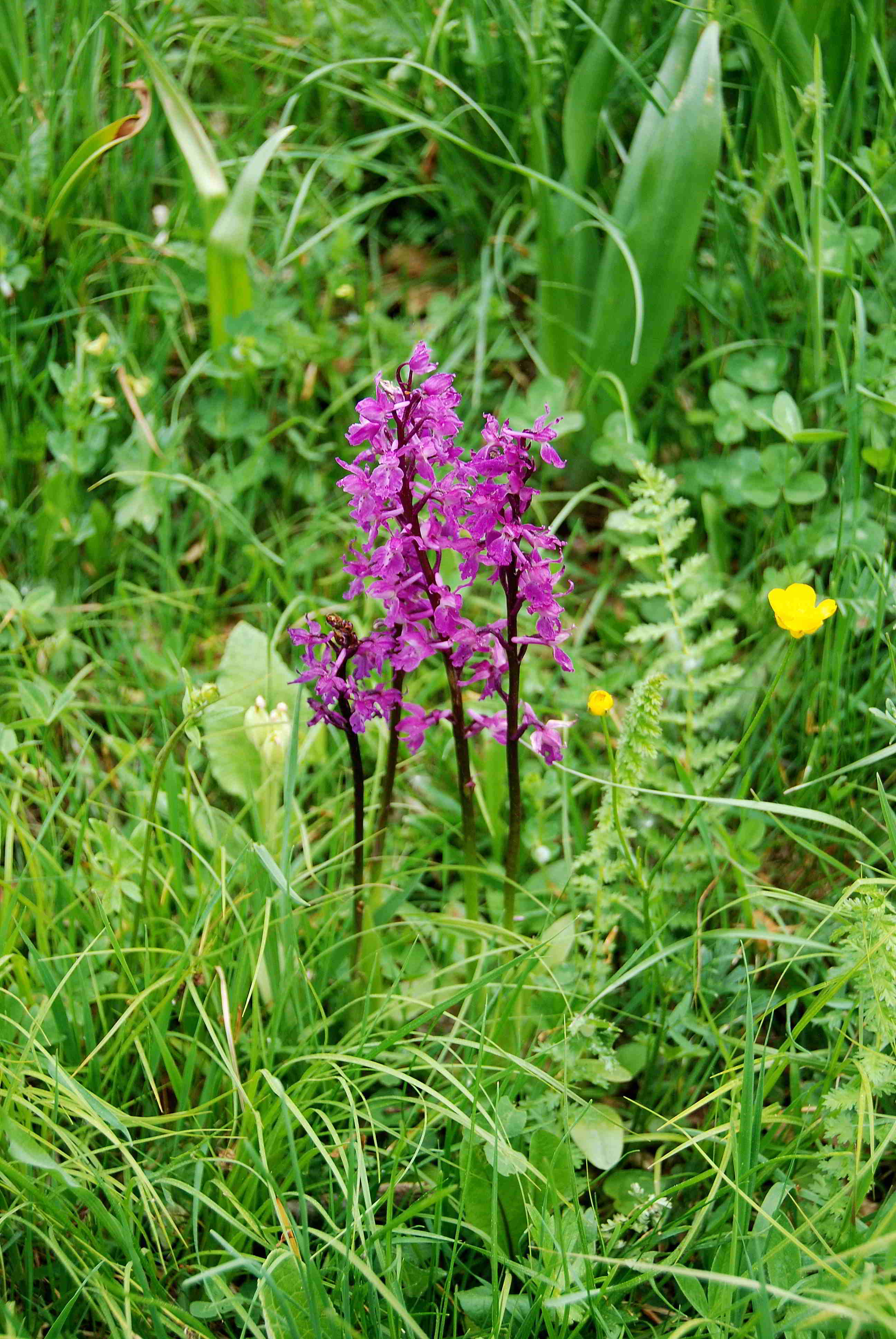 Lilienfeld-20052017-(101)-Weg zur Ortnerwiese-Manns Knabenkraut.JPG