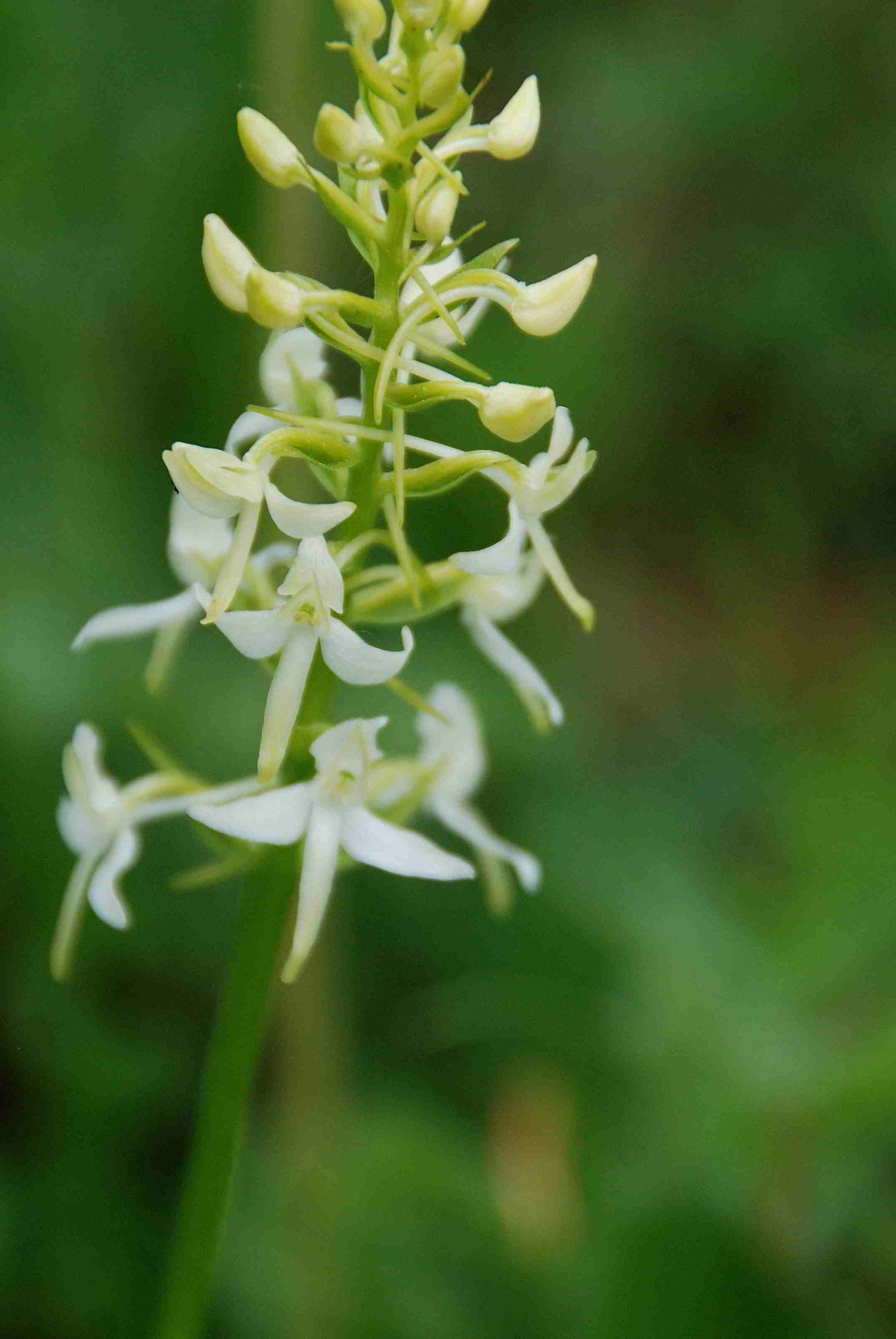 Lilienfeld-20052017-(104)-Weg zur Ortnerwiese-Planthera bifolia.JPG