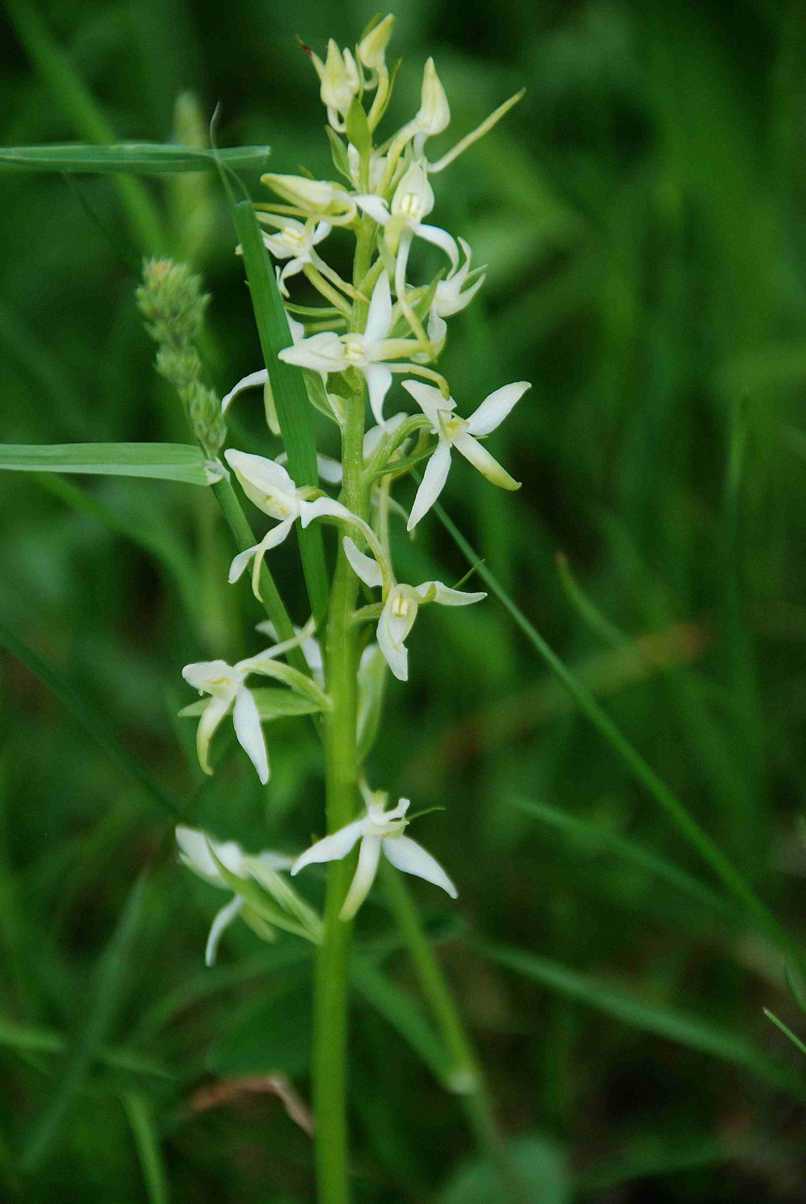 Lilienfeld-20052017-(110)-Weg zur Ortnerwiese-Planthera bifolia.JPG