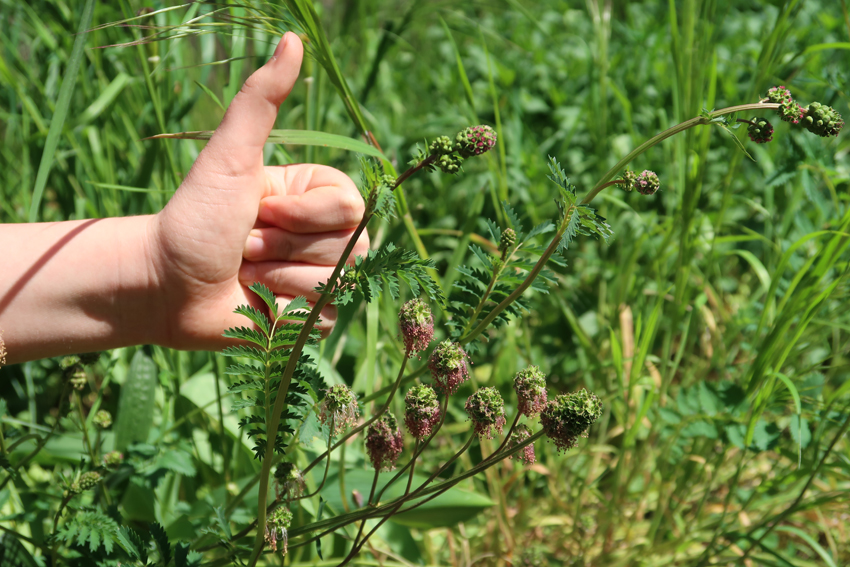 4c_Kl.Wiesenknopf.jpg