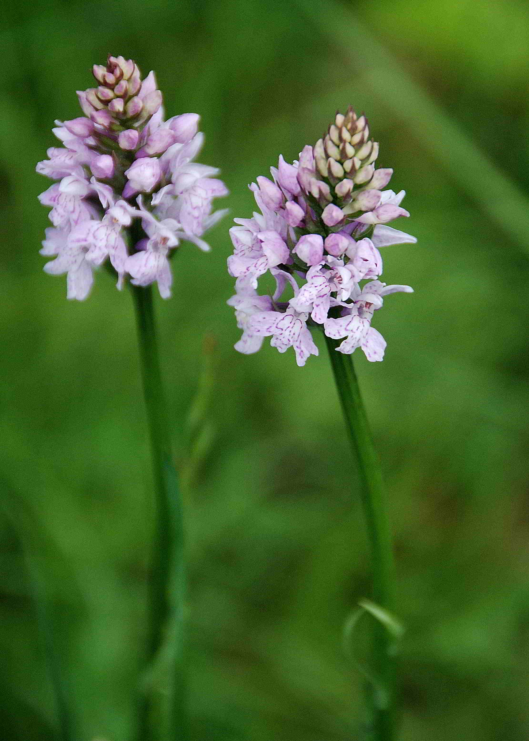 Lilienfeld-20052017-(107)-Weg zur Ortnerwiese-Dact. fuchsii.JPG