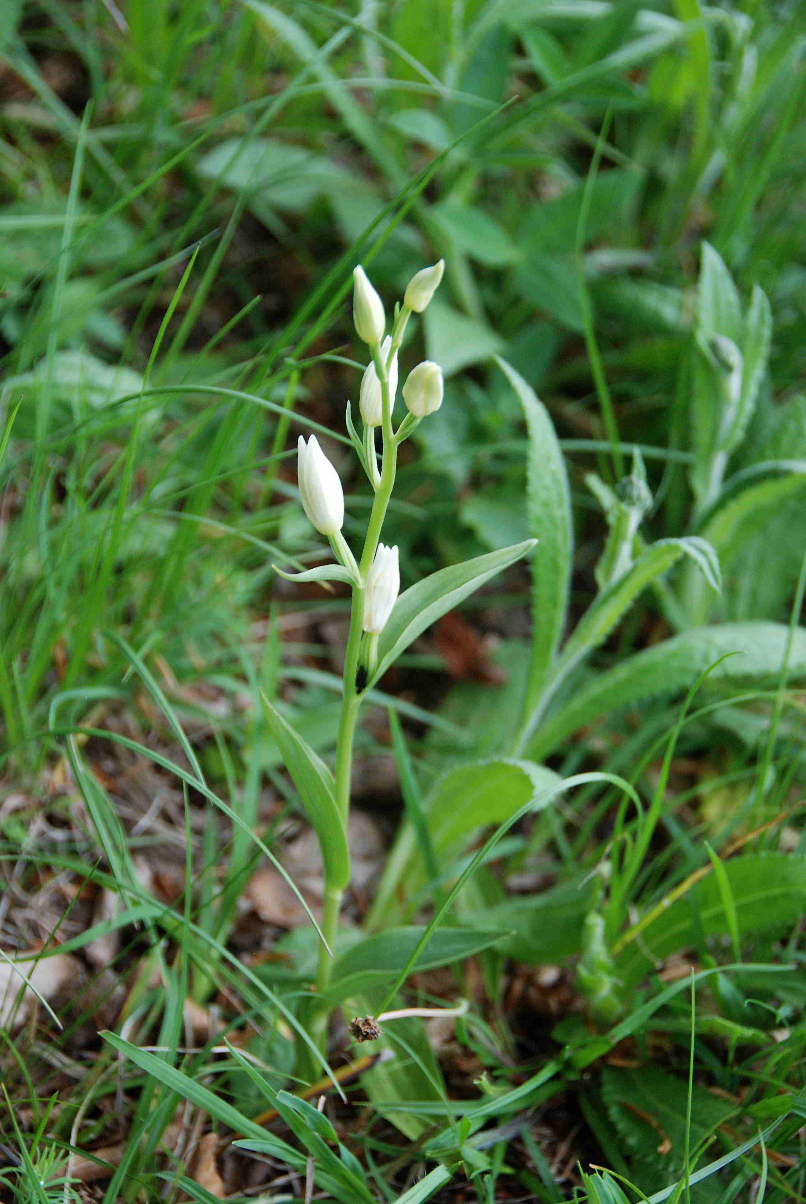 Lilienfeld-20052017-(122)-Wiesen oberhalb Ortner-Cephalanthera damasonium.JPG