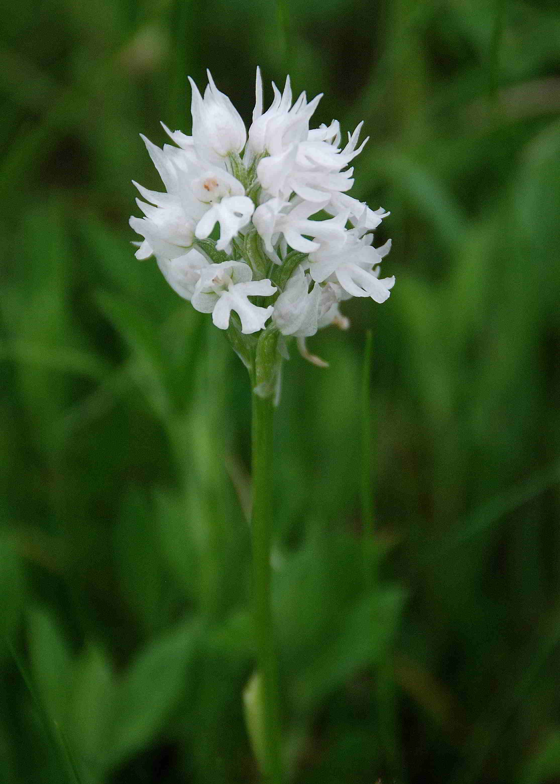 Lilienfeld-20052017-(130)-Wiesen oberhalb Ortner-Dreizähniges Knabenkraut.JPG