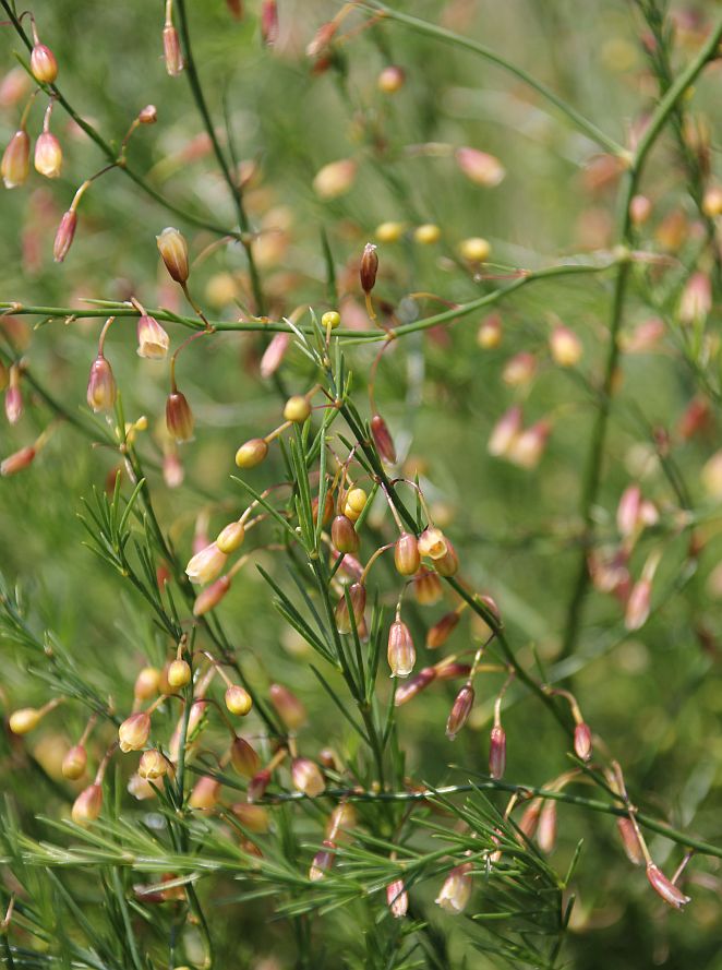 Asparagus officinalis Hoelzelstein Oggau_20190525_03.jpg