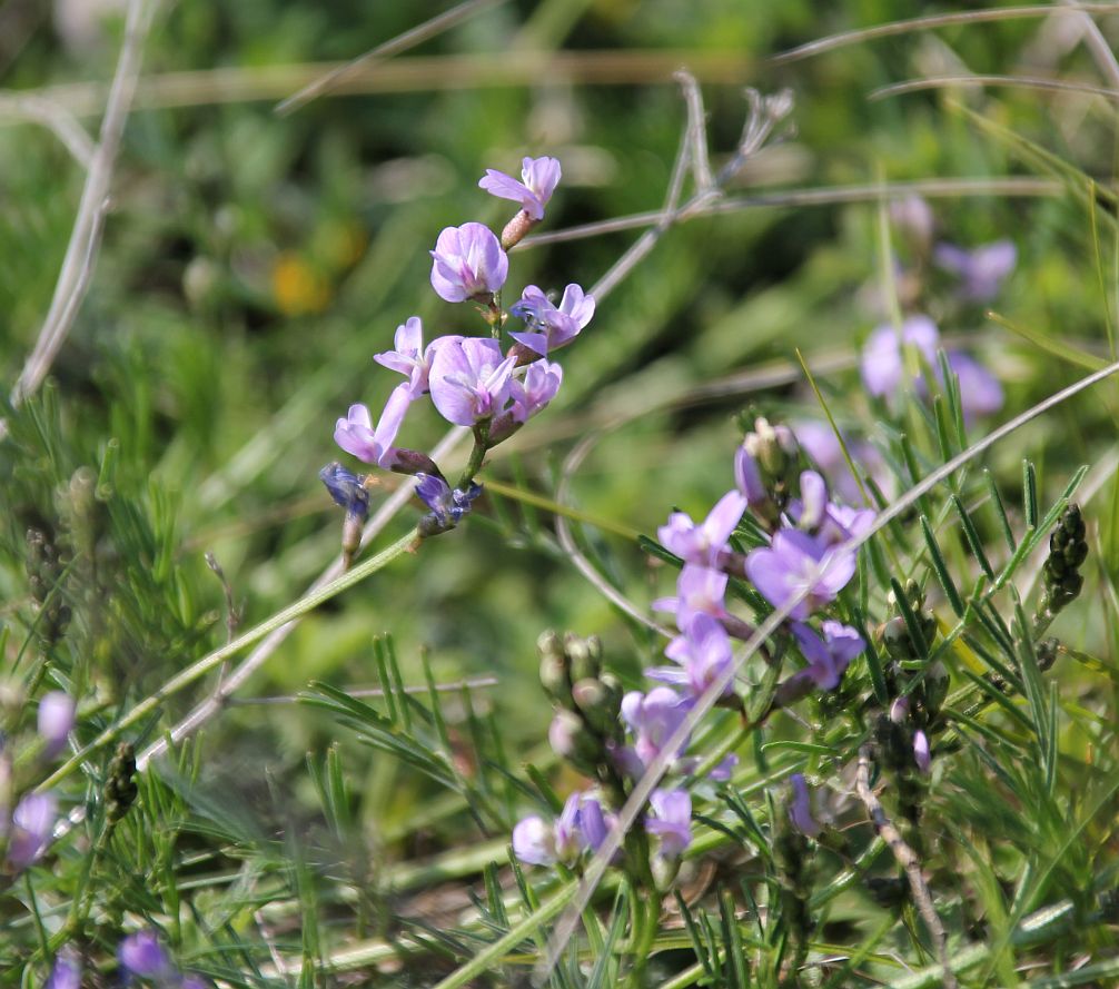 Astragalus austriacus Hoelzelstein Oggau_20190525_03.jpg