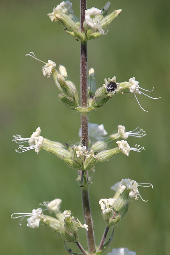 Silene viscosa Hoelzelstein Oggau_20190525_04.jpg