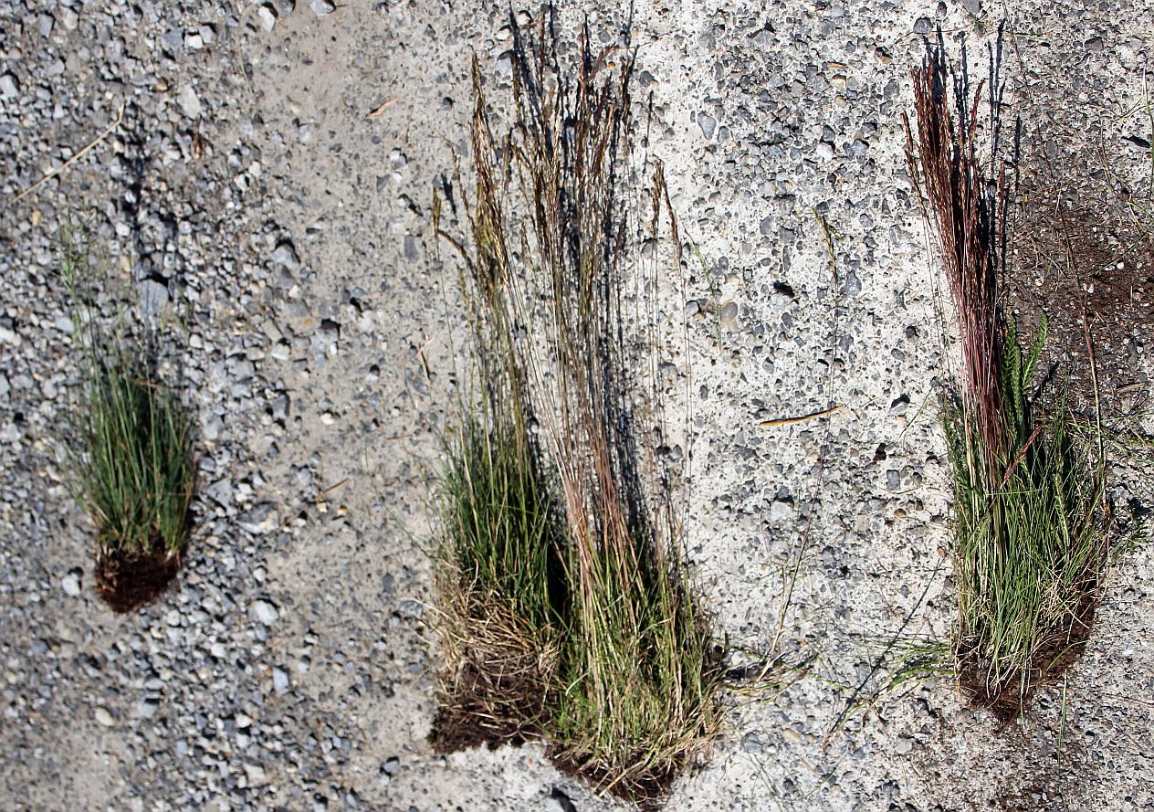 Festuca valesiaca agg Oggau_20190525_02.jpg