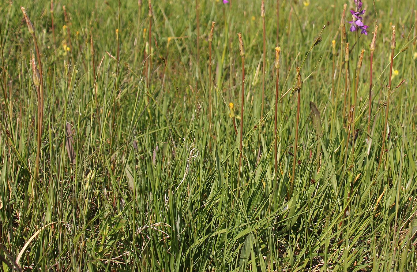 Scorzonera parviflora Oggauer Heide_20190525_03.jpg