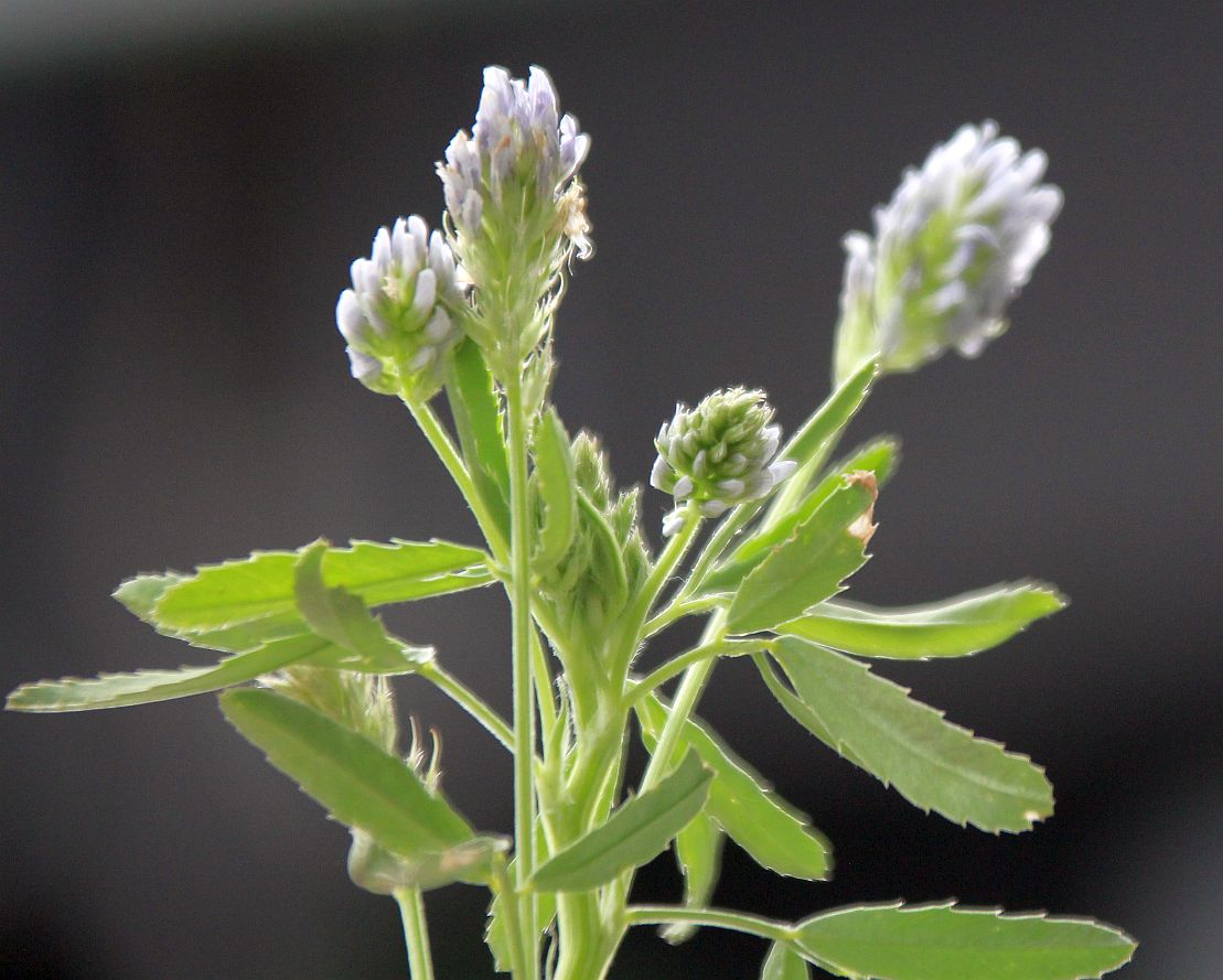 Trigonella procumbens Oggau_20190526_05.jpg