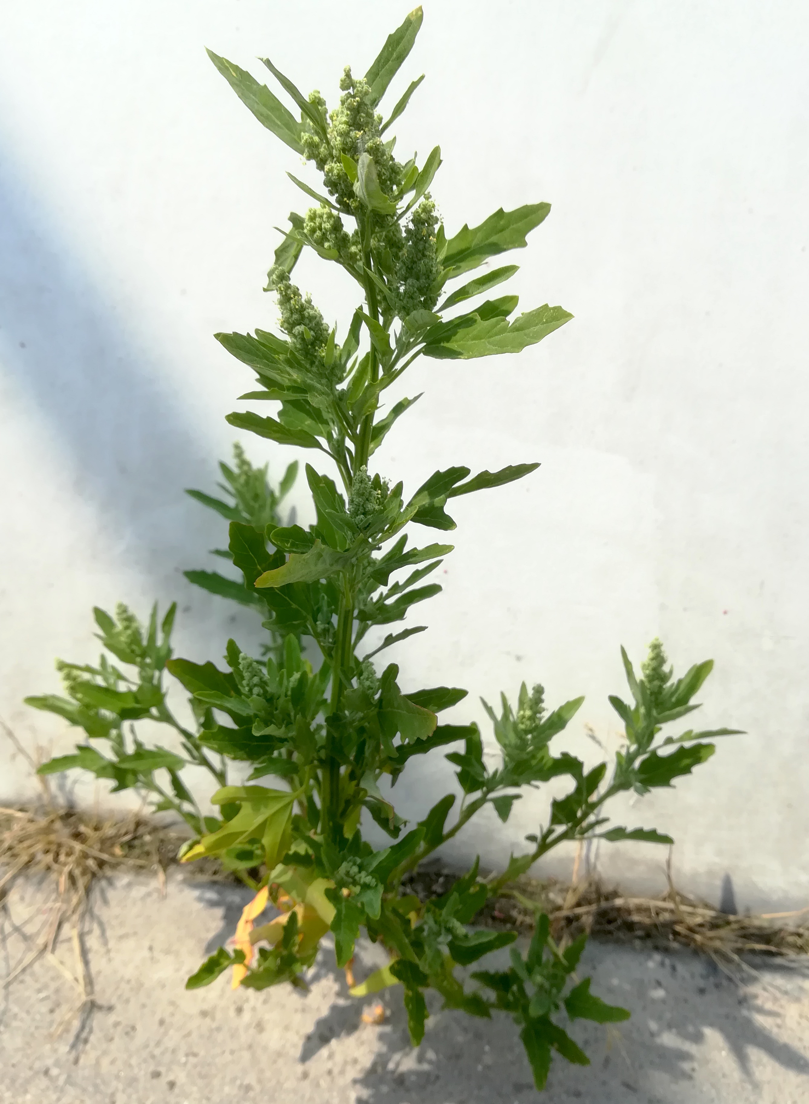 chenopodium ficifolium kraftwerk freudenau_20190526_131249.jpg