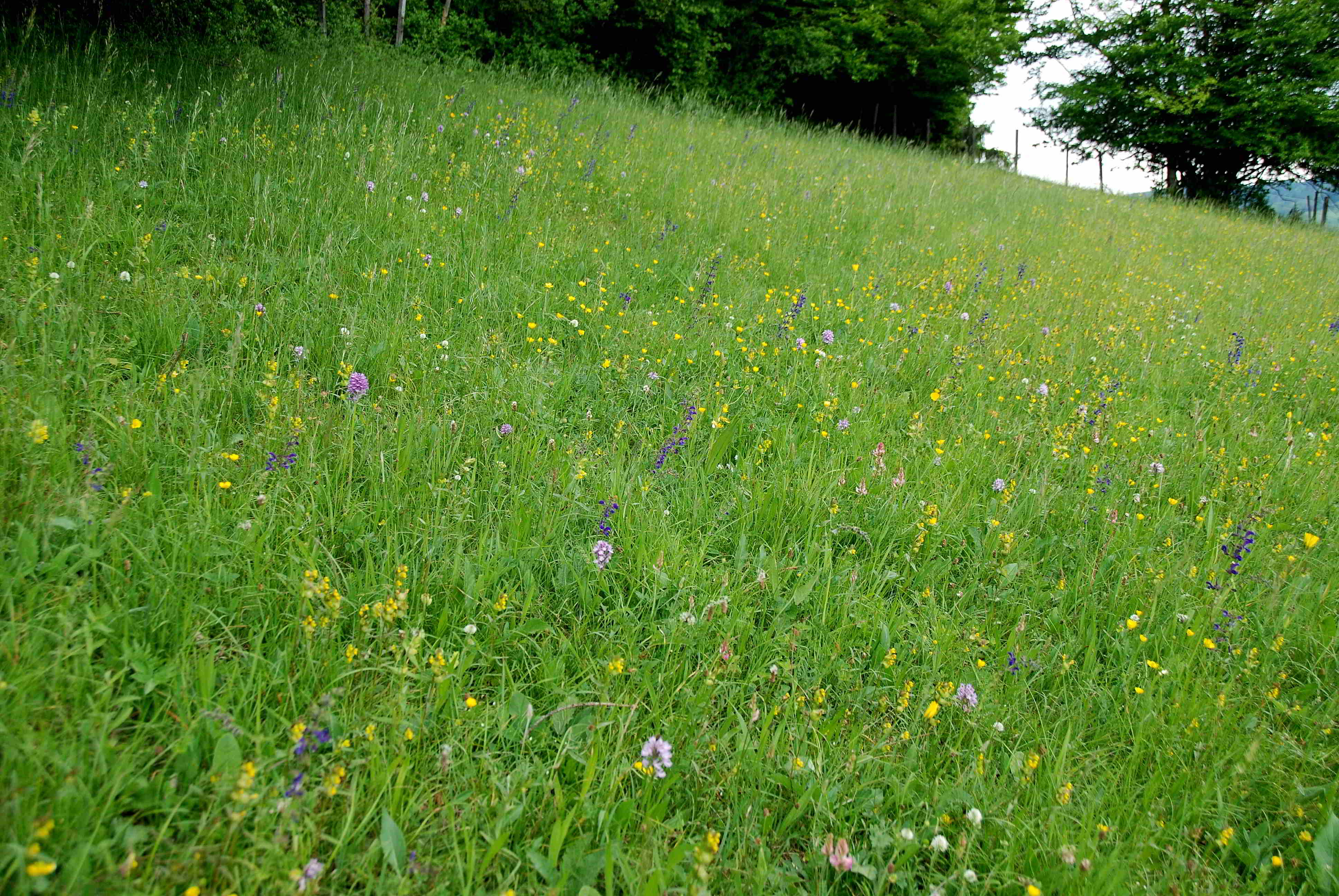 Lilienfeld-20052017-(132)-Wiesen oberhalb Ortner-Dreizähniges Knabenkraut.JPG