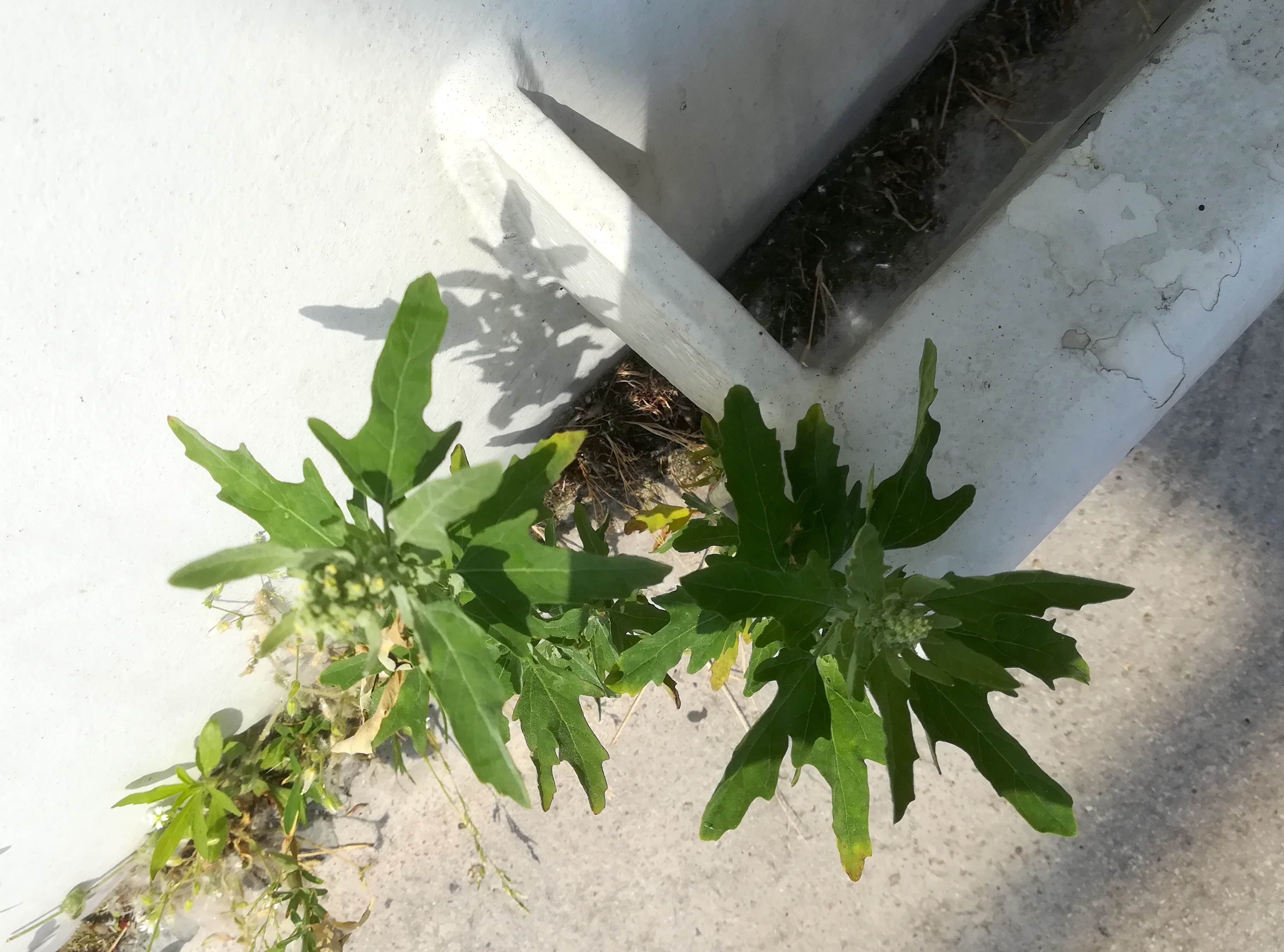 chenopodium ficifolium kraftwerk freudenau_20190526_131156.jpg