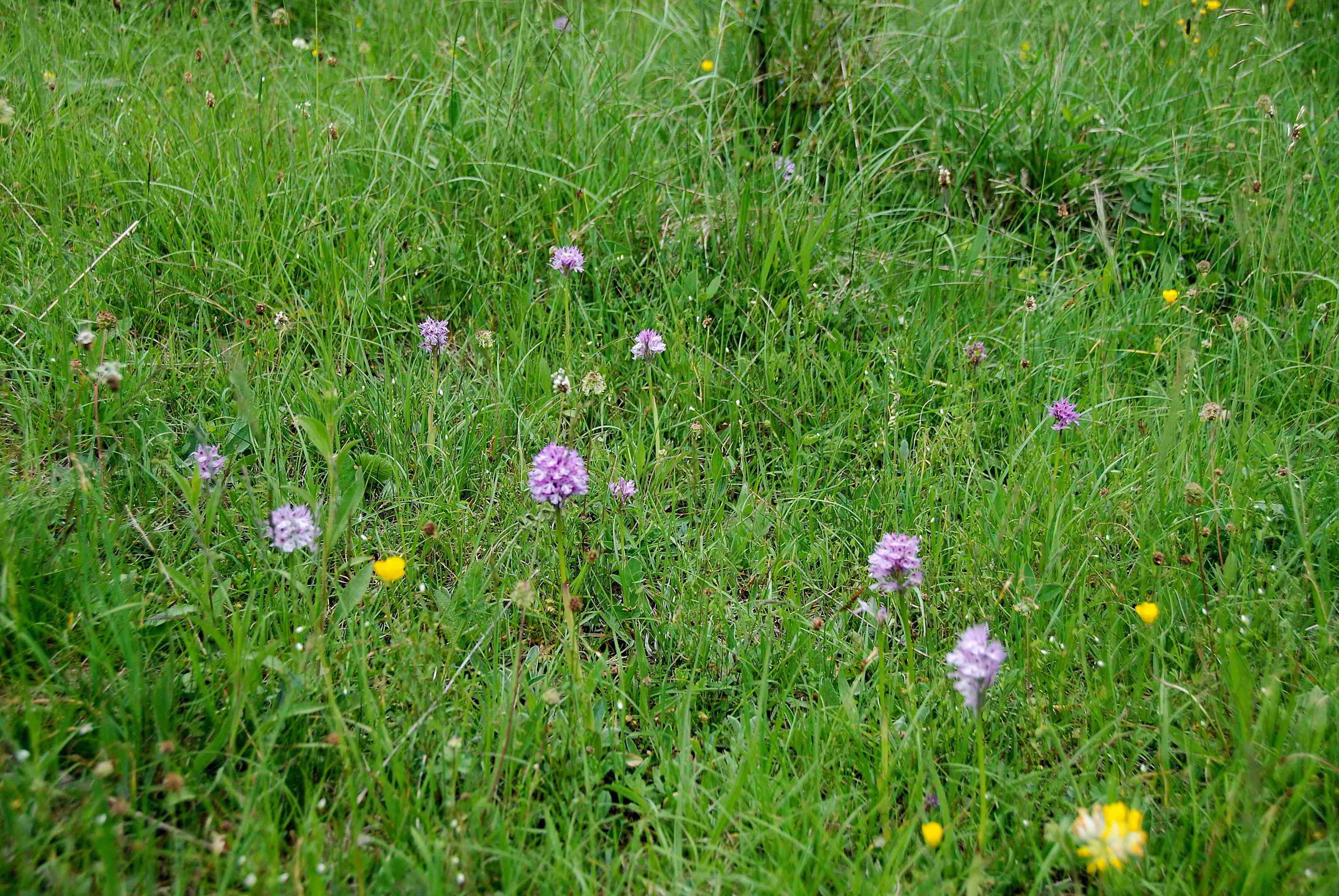 Lilienfeld-20052017-(133)-Wiesen oberhalb Ortner-Dreizähniges Knabenkraut.JPG