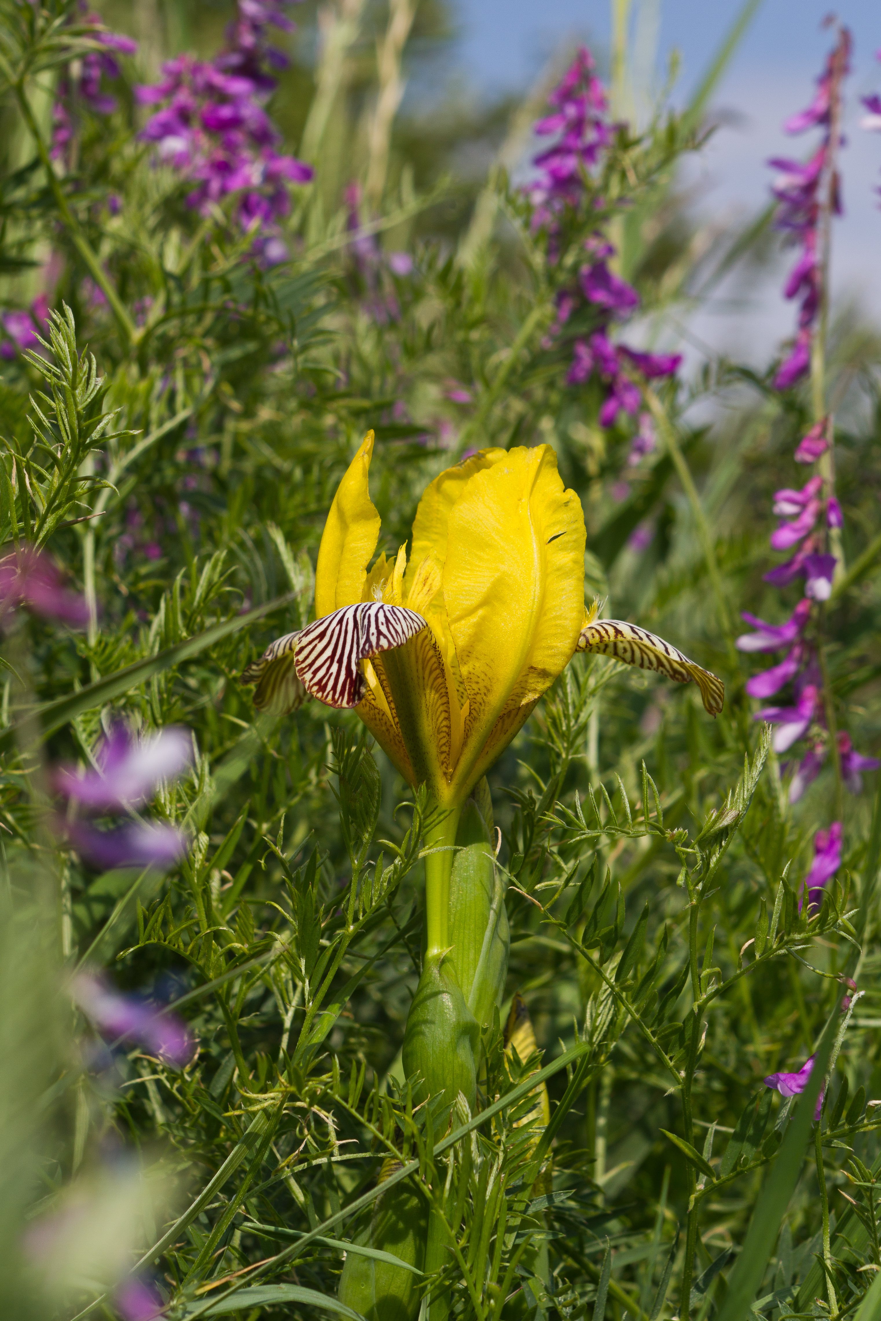 Iridaceae_Iris variegata.jpg