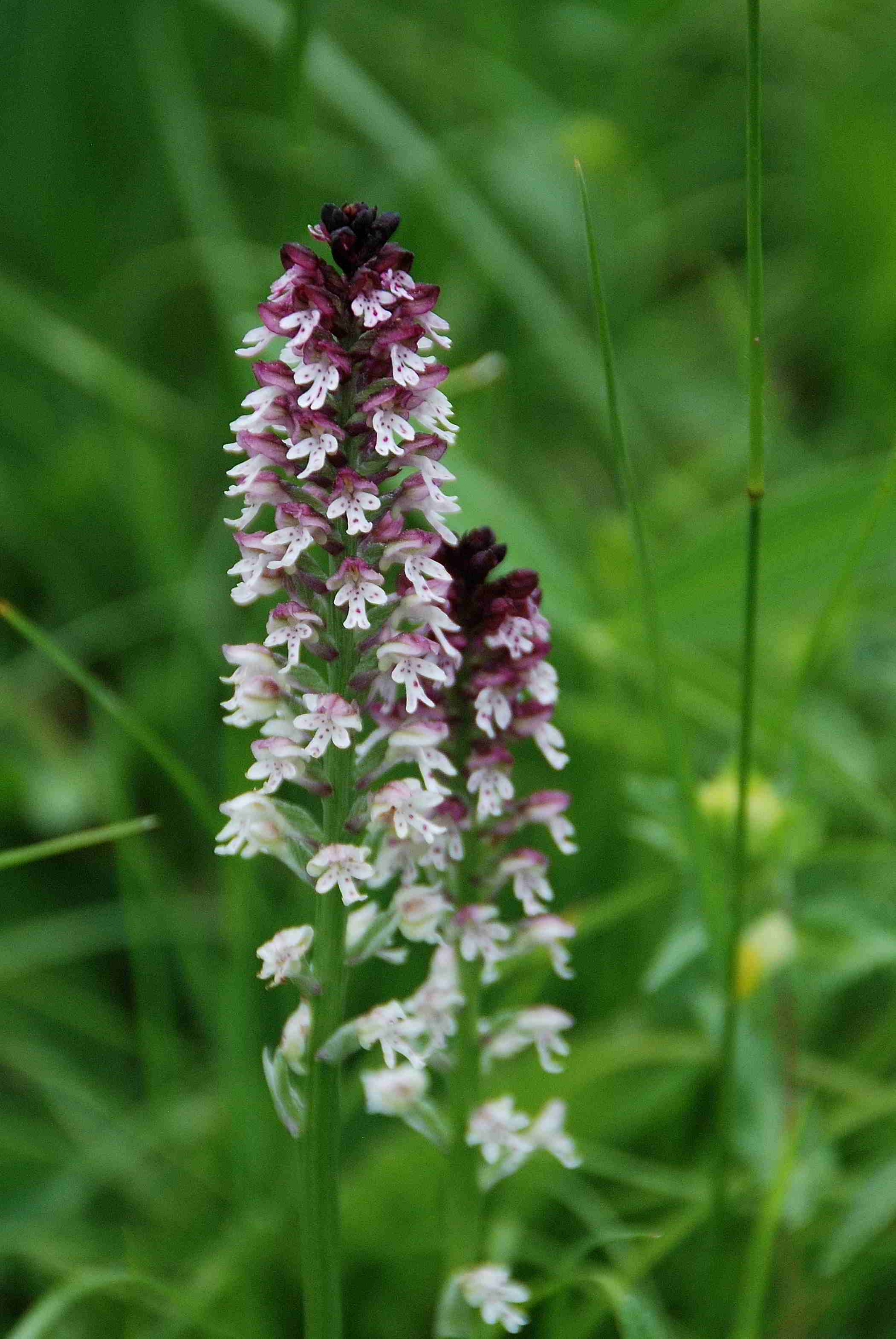 Lilienfeld-20052017-(158)-Leopoldseder_BrandKnabenkraut.JPG