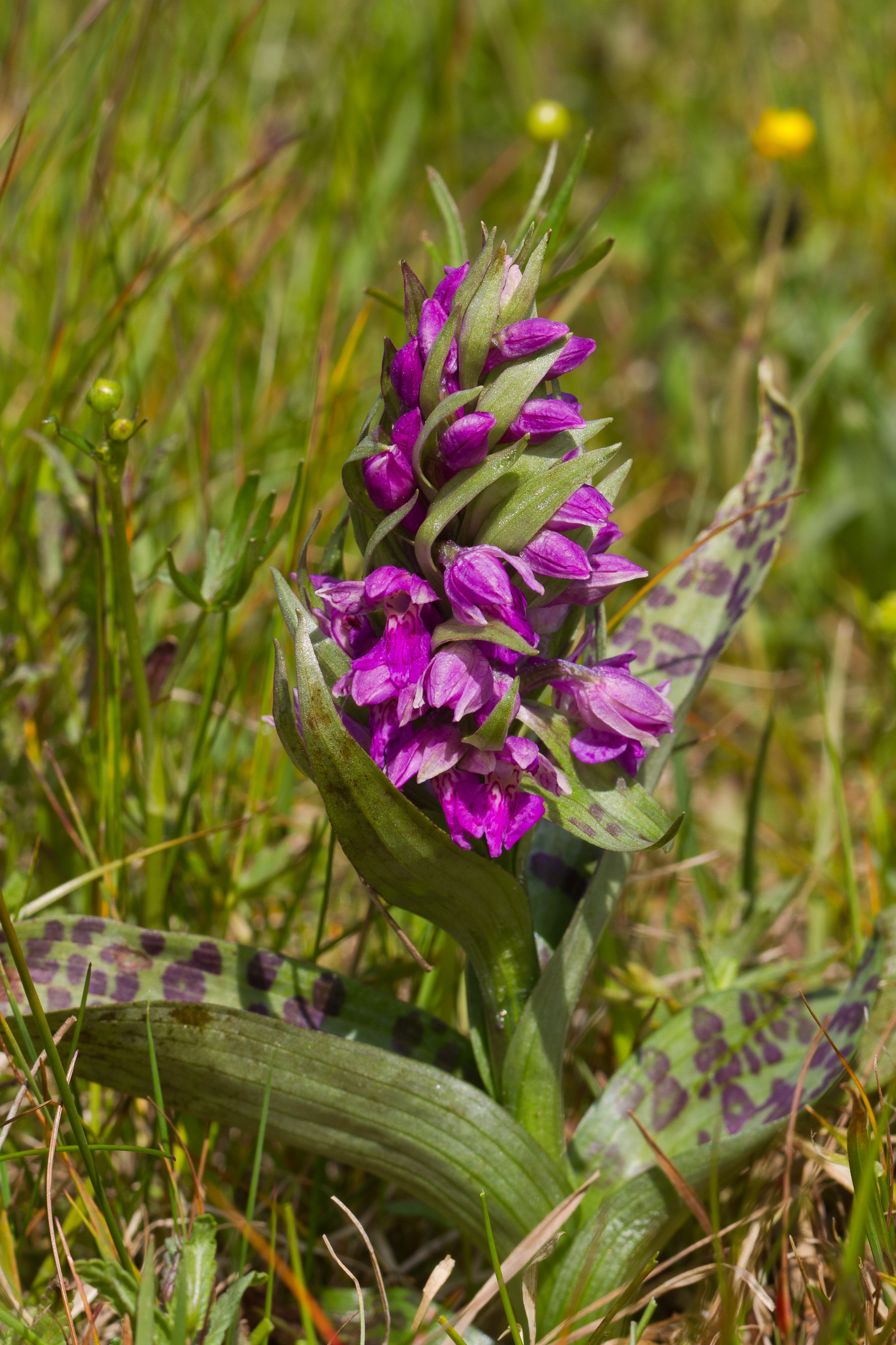 Orchidaceae_Dactylorhiza majalis 1-2.jpg