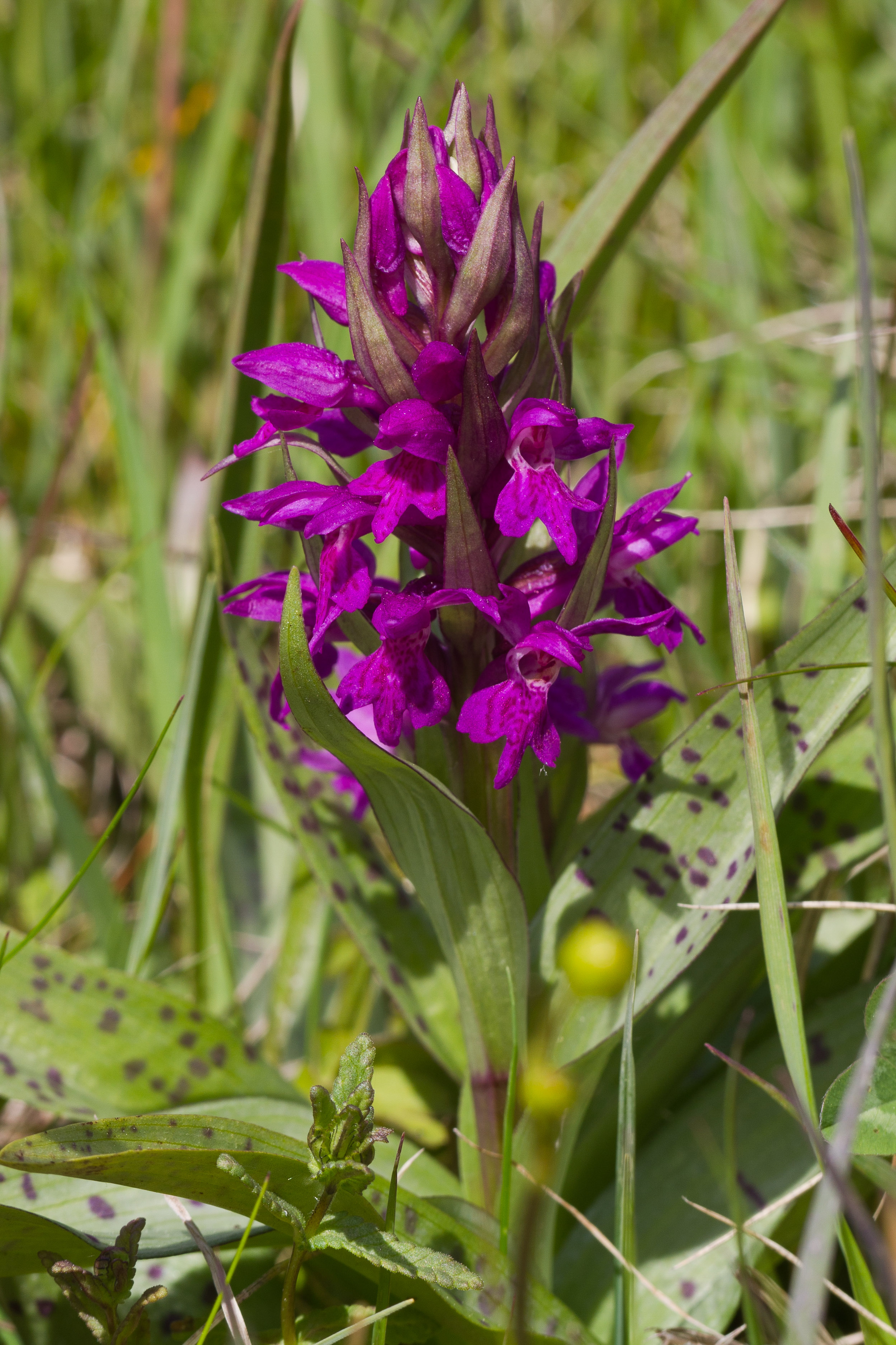 Orchidaceae_Dactylorhiza majalis 2-2.jpg