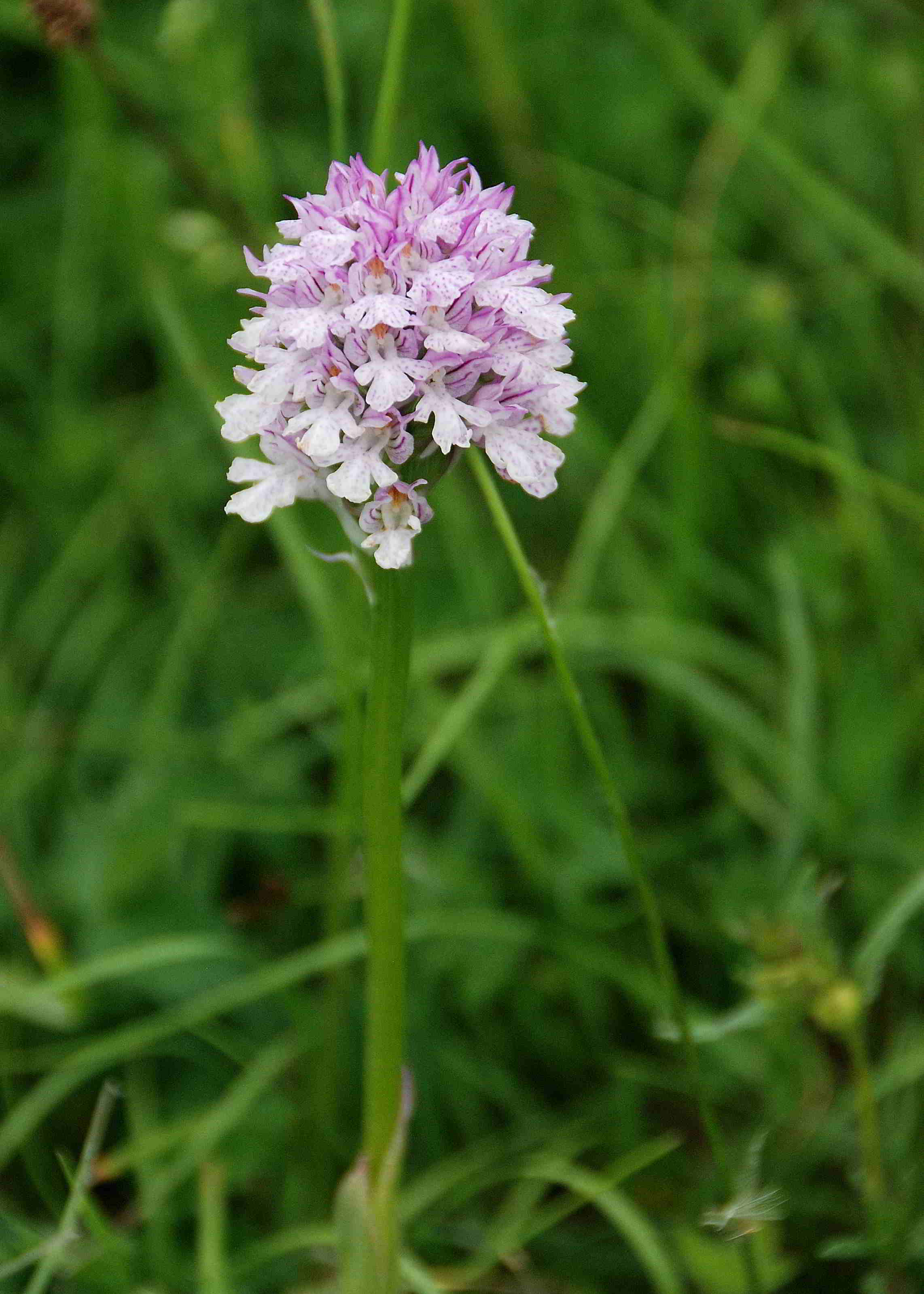 Lilienfeld-20052017-(160)-Leopoldseder_Dreizähnigers Knabenkraut.JPG