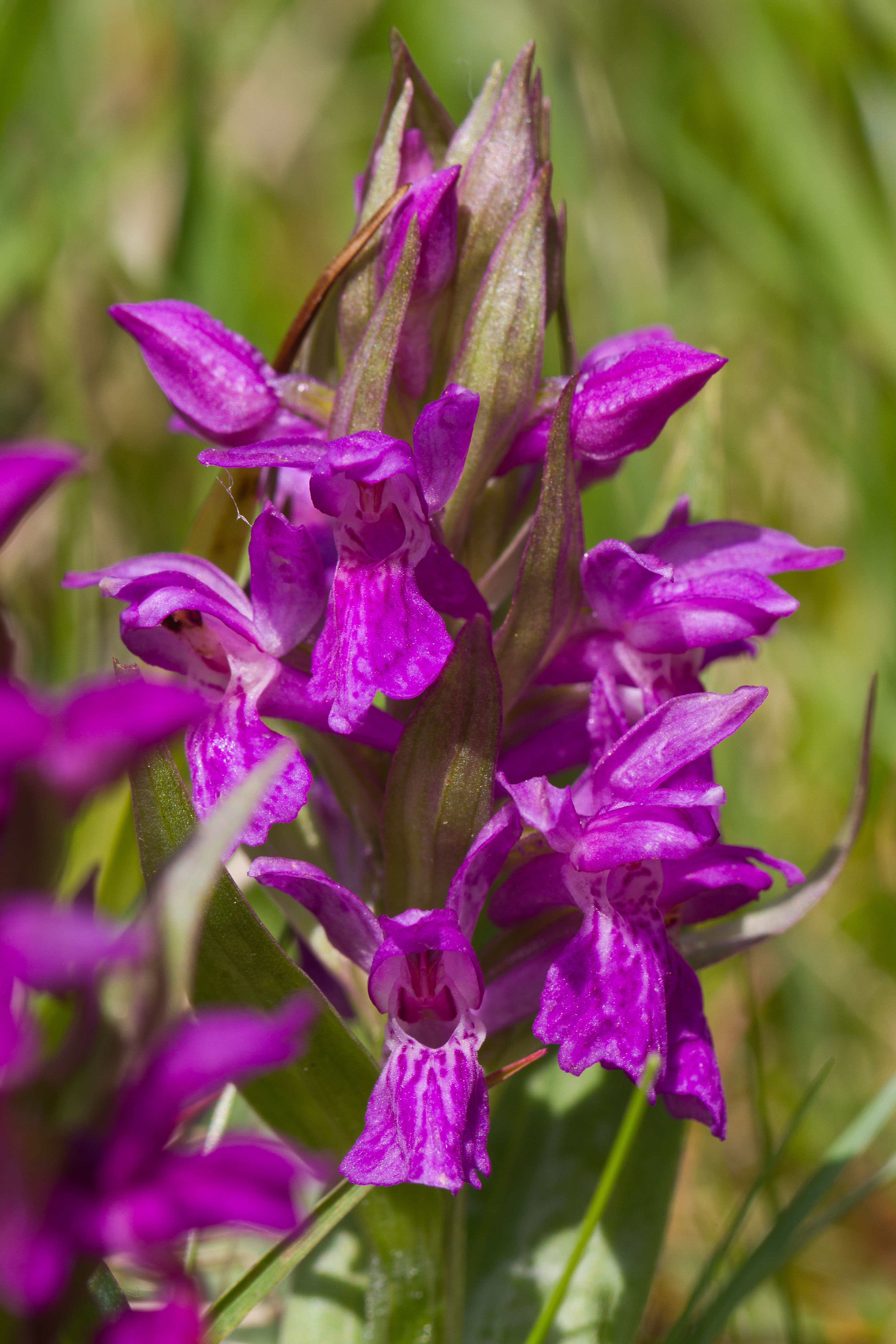 Orchidaceae_Dactylorhiza majalis 4-2.jpg