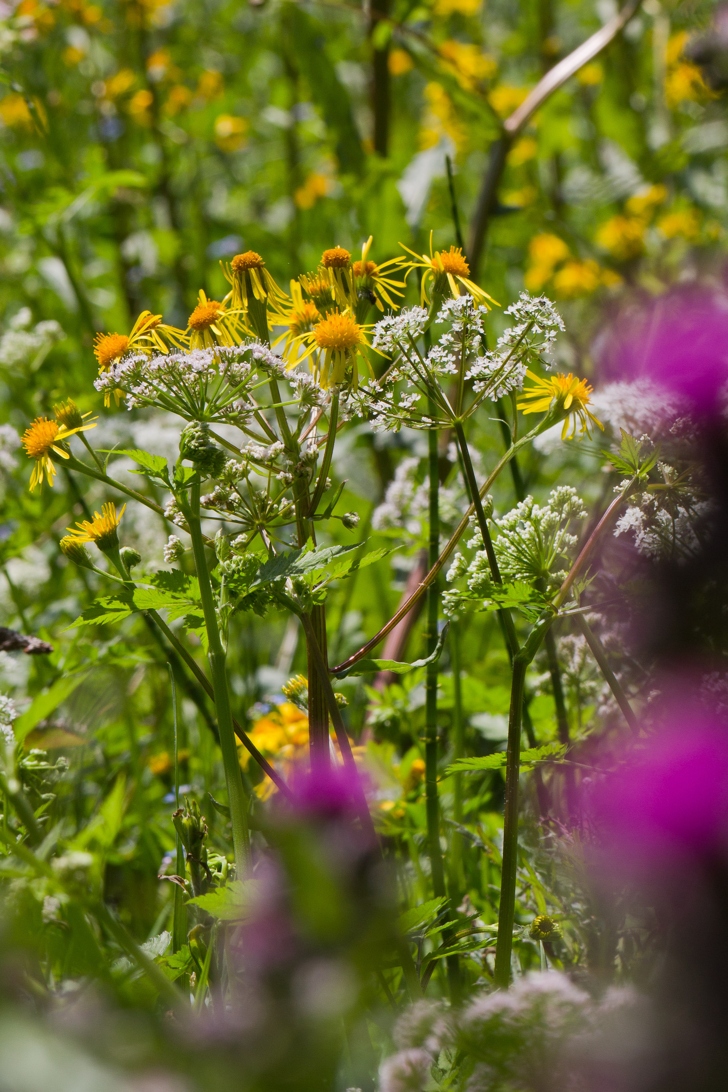 Tephroseris crispa_Chaerophyllum hirsutum_Cirsium palustre 1-2.jpg