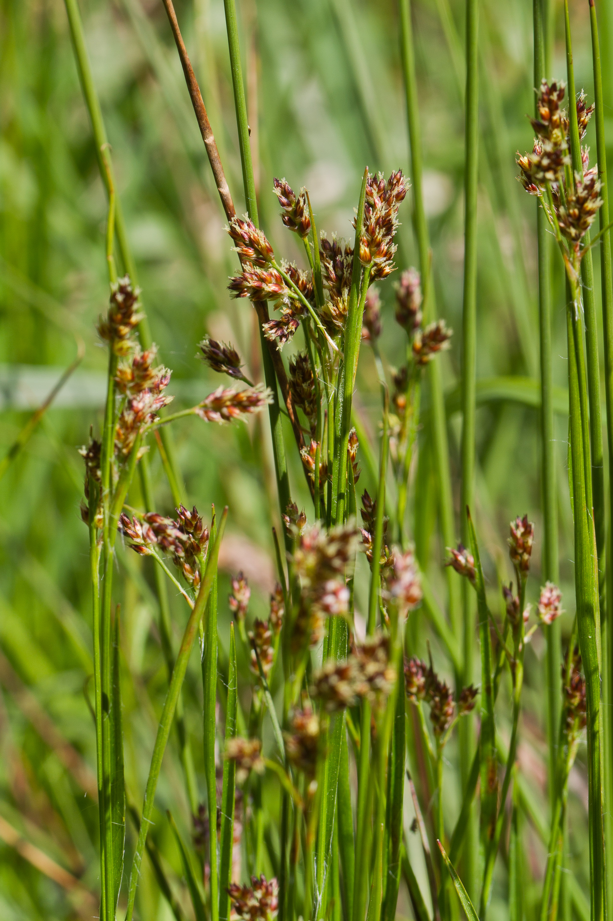 Juncaceae_Luzula multiflora 1-2.jpg