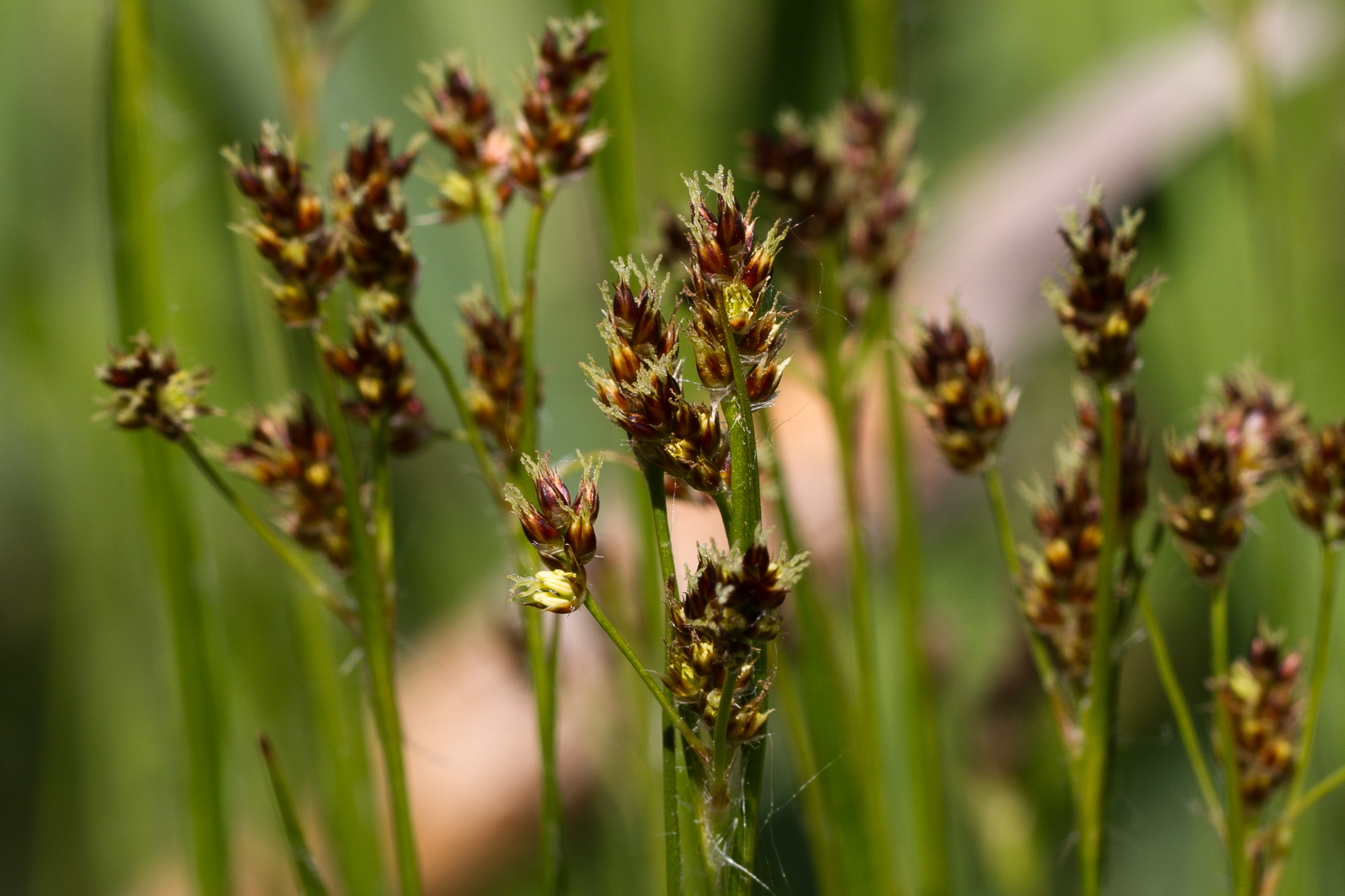 Juncaceae_Luzula multiflora 2-2.jpg