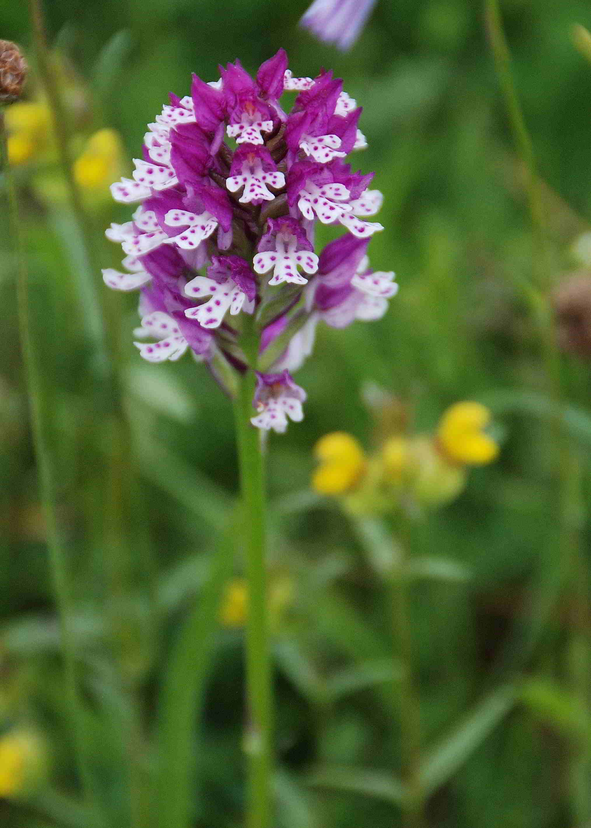 Lilienfeld-20052017-(162)-Leopoldseder_BrandKnabenkraut x Dreizhniges Knabenkraut-Neotinea x dietrichiana.JPG