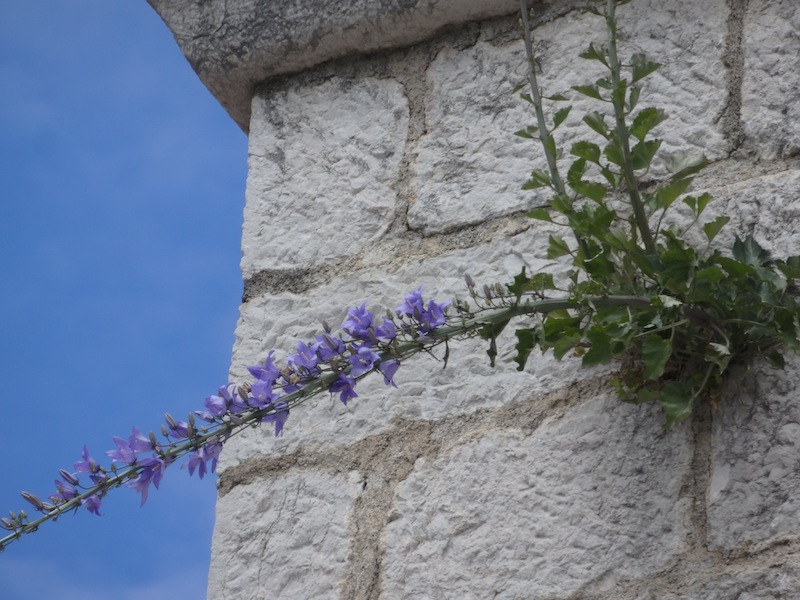 01Campanula_pyramidalis.JPG