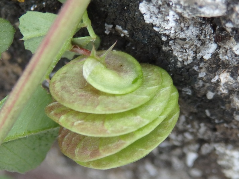 02Medicago_orbicularis.JPG