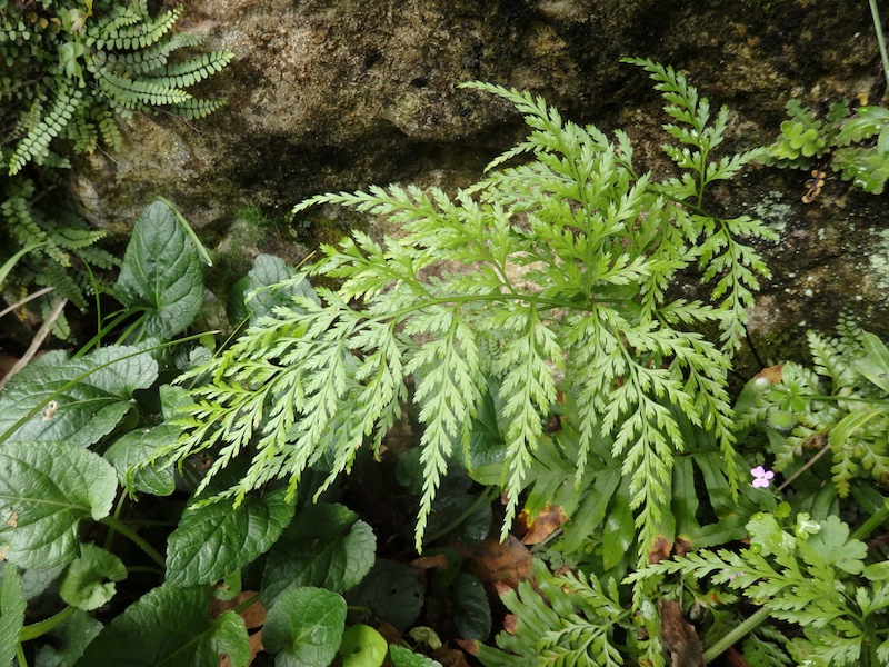 08Asplenium_onopteris.JPG