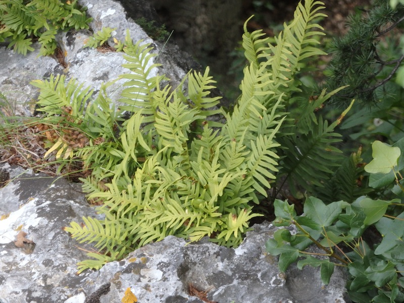 09Polypodium_cambricum.JPG