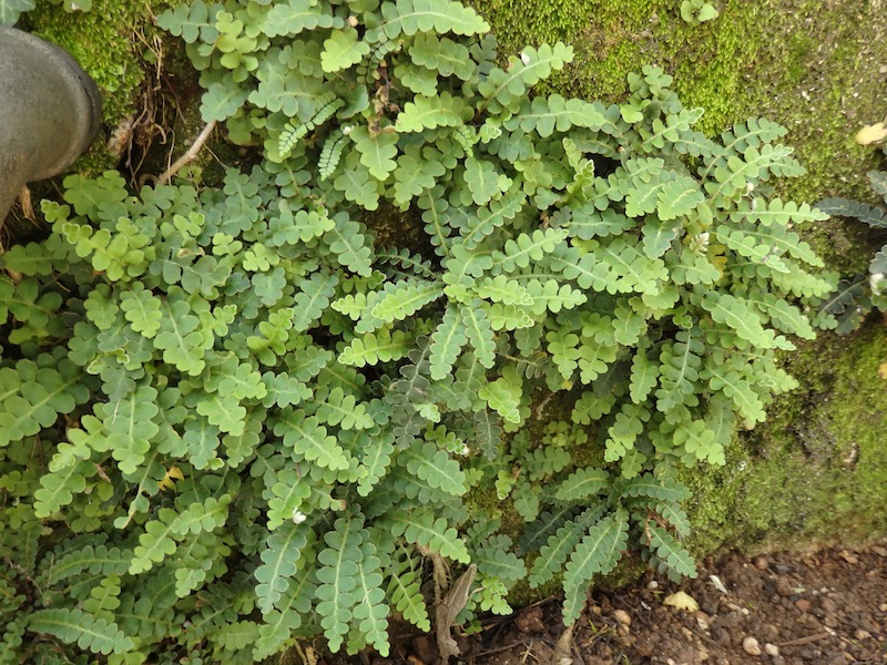 10Asplenium_ceterach.JPG