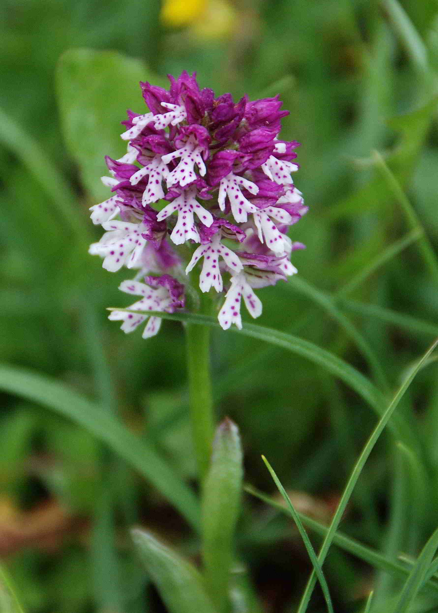 Lilienfeld-20052017-(163)-Leopoldseder_BrandKnabenkraut x Dreizhniges Knabenkraut-Neotinea x dietrichiana.JPG