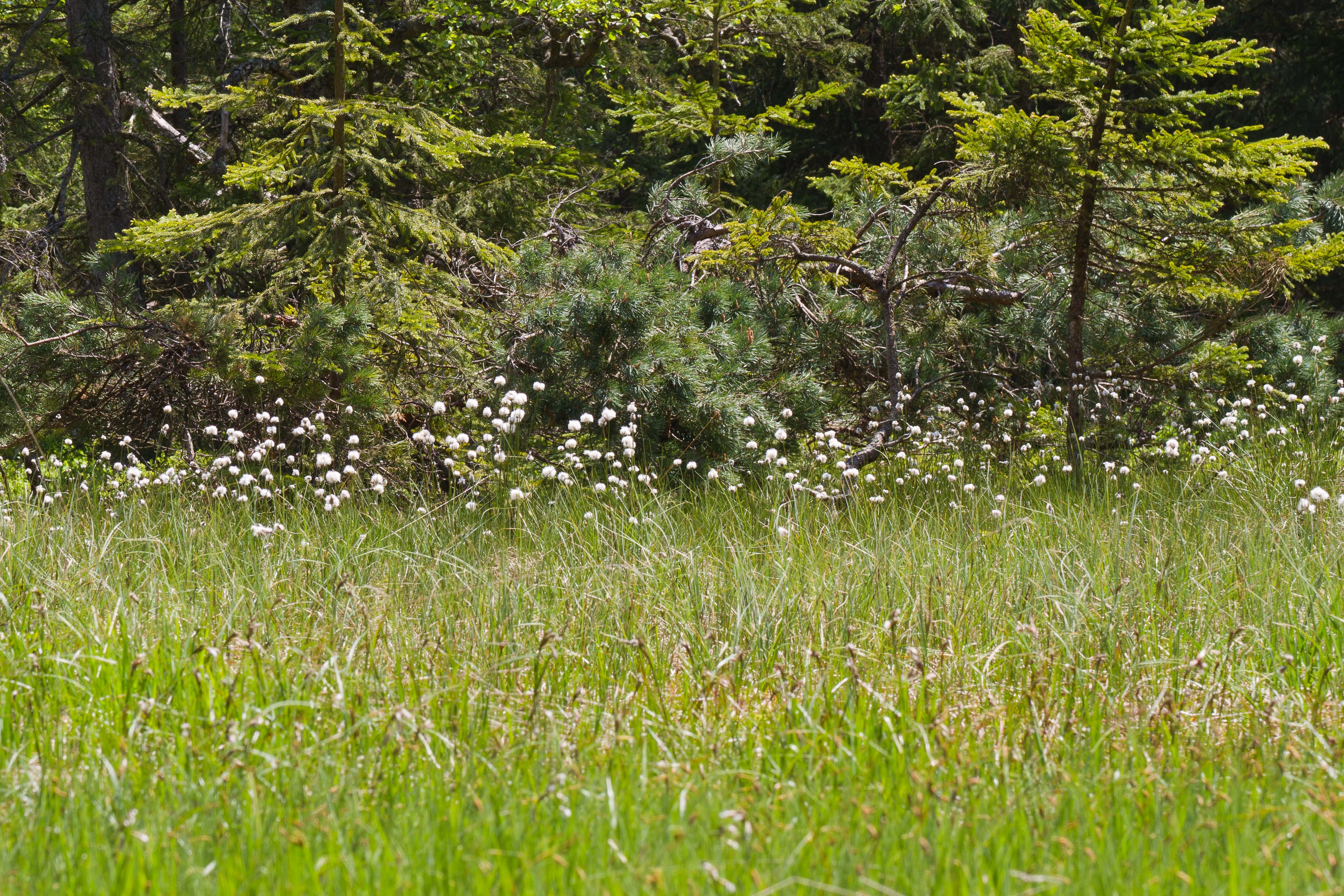 Hauswieser Moor_Übergangsmoor 1-2.jpg