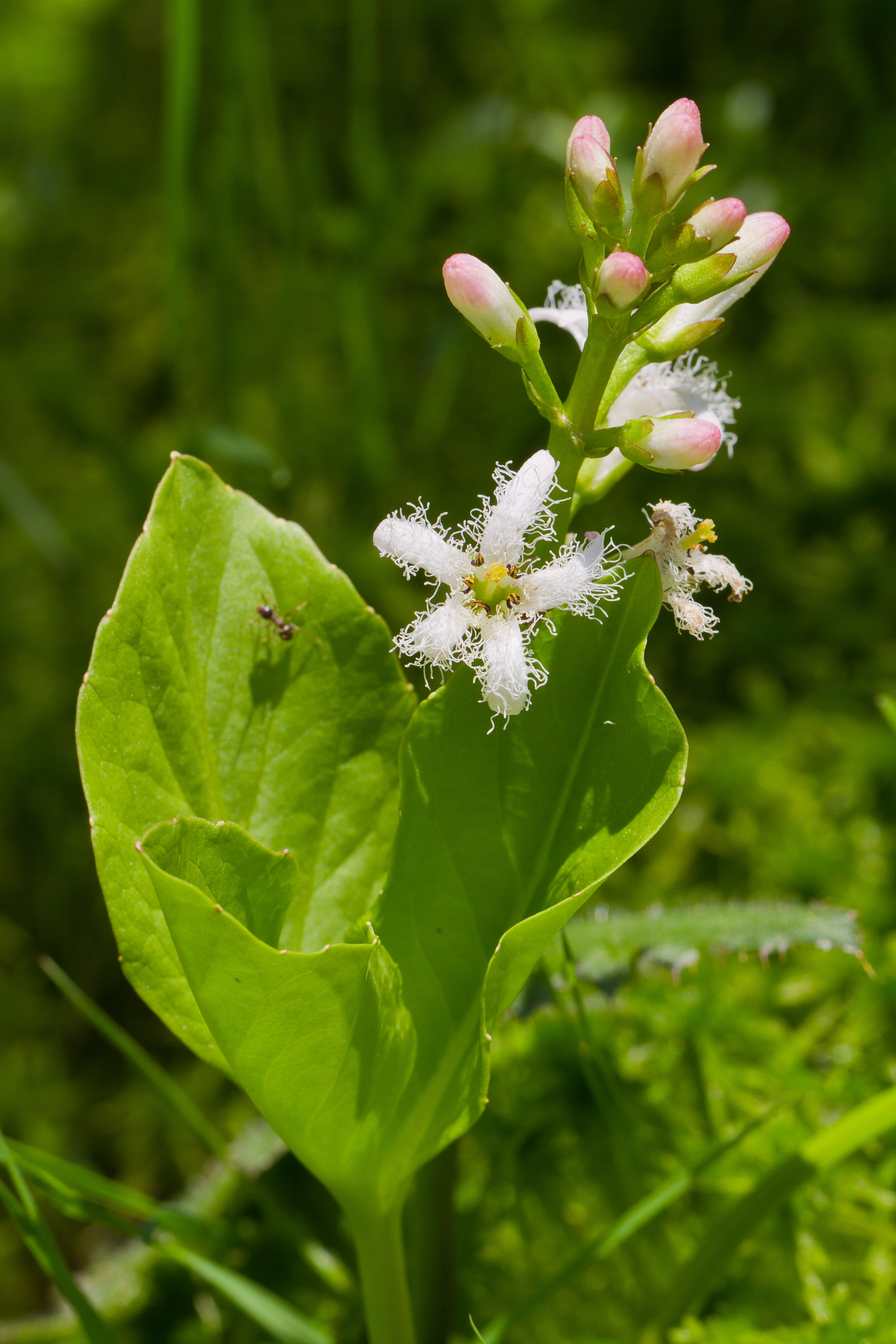 Menyanthaceae_Menyanthes trifoliata 1-2.jpg