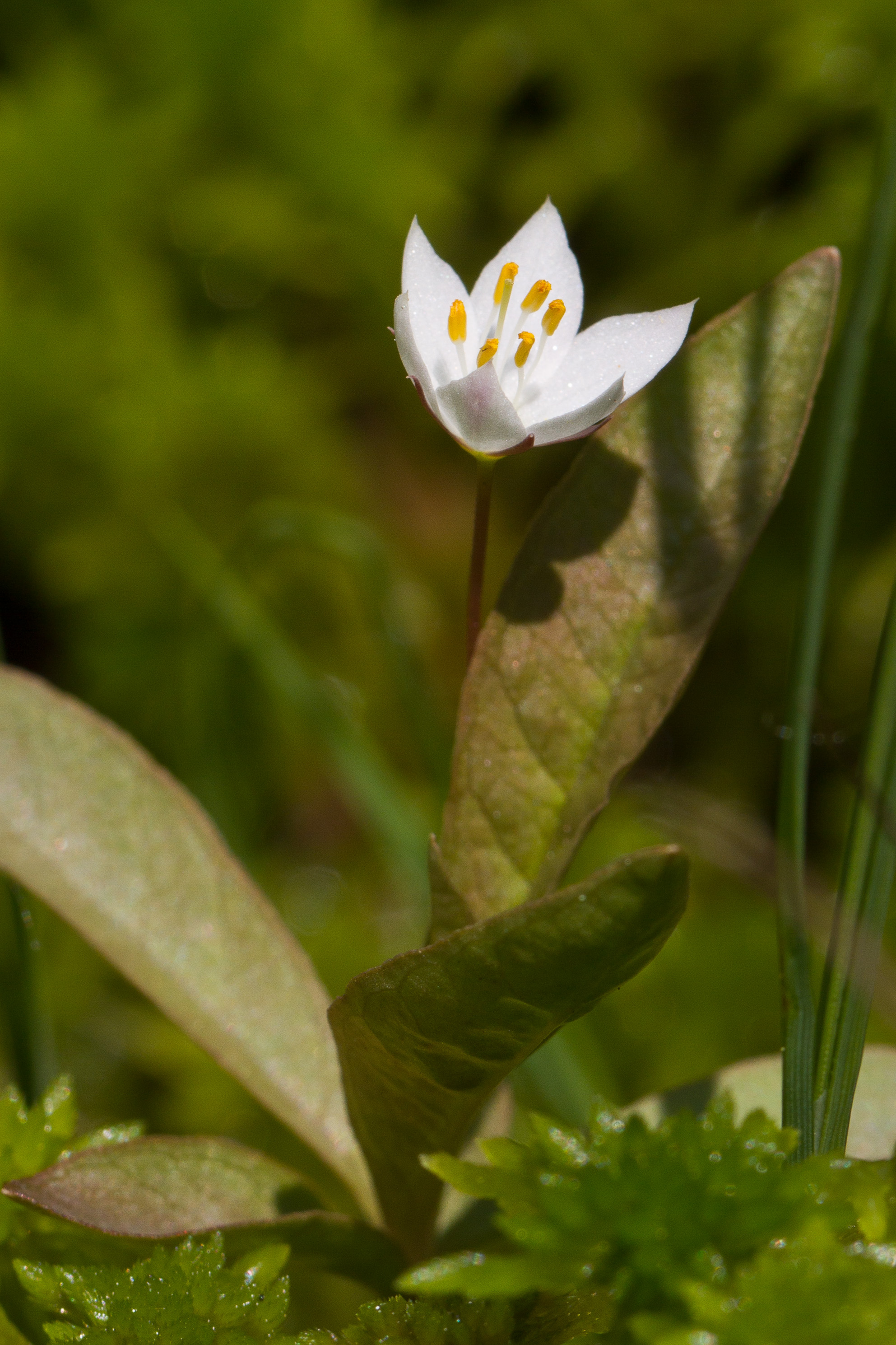 Myrsinaceae_Trientalis europaea 1-2.jpg