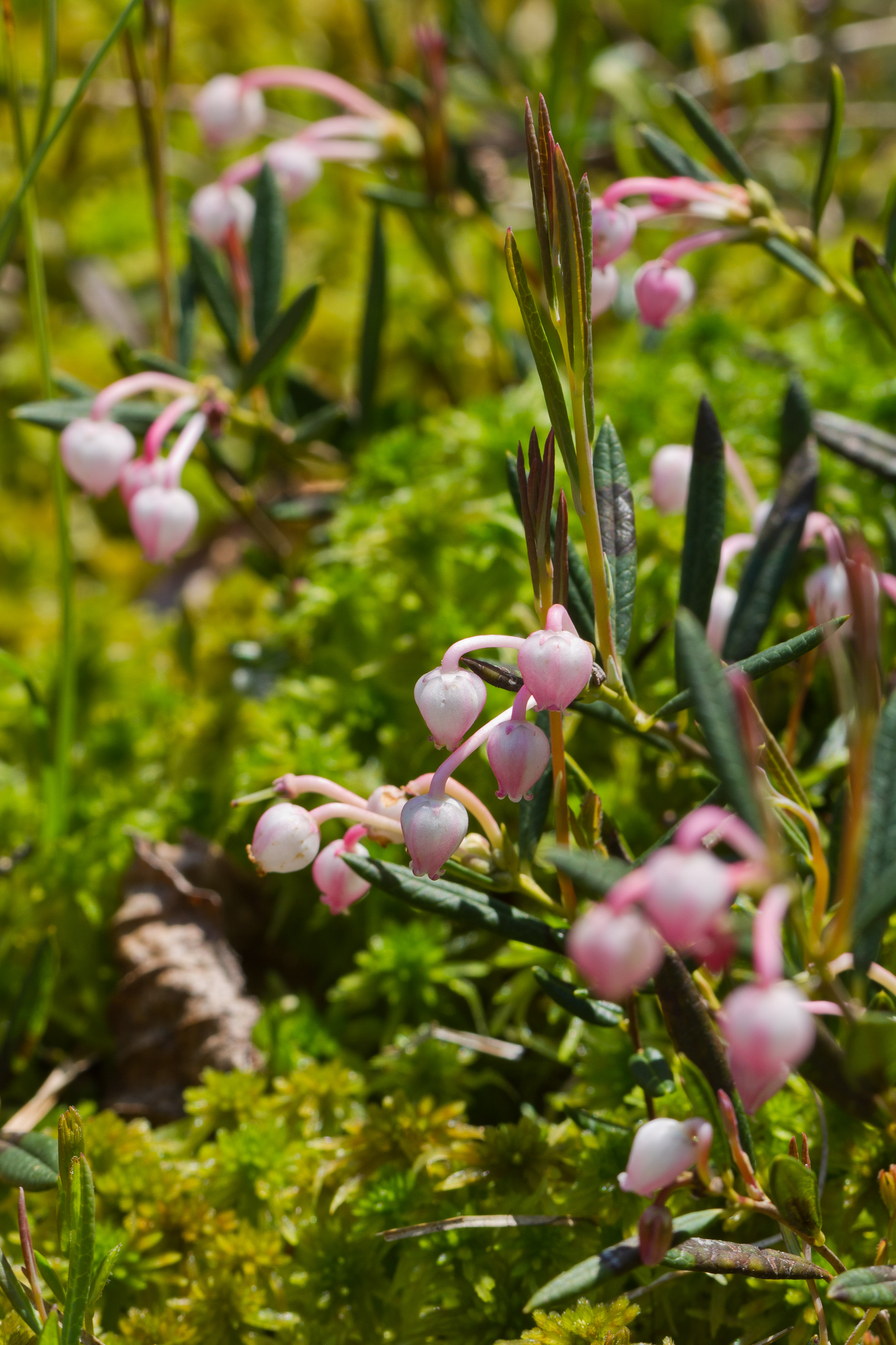 Ericaceae_Andromeda polifolia 1-2.jpg