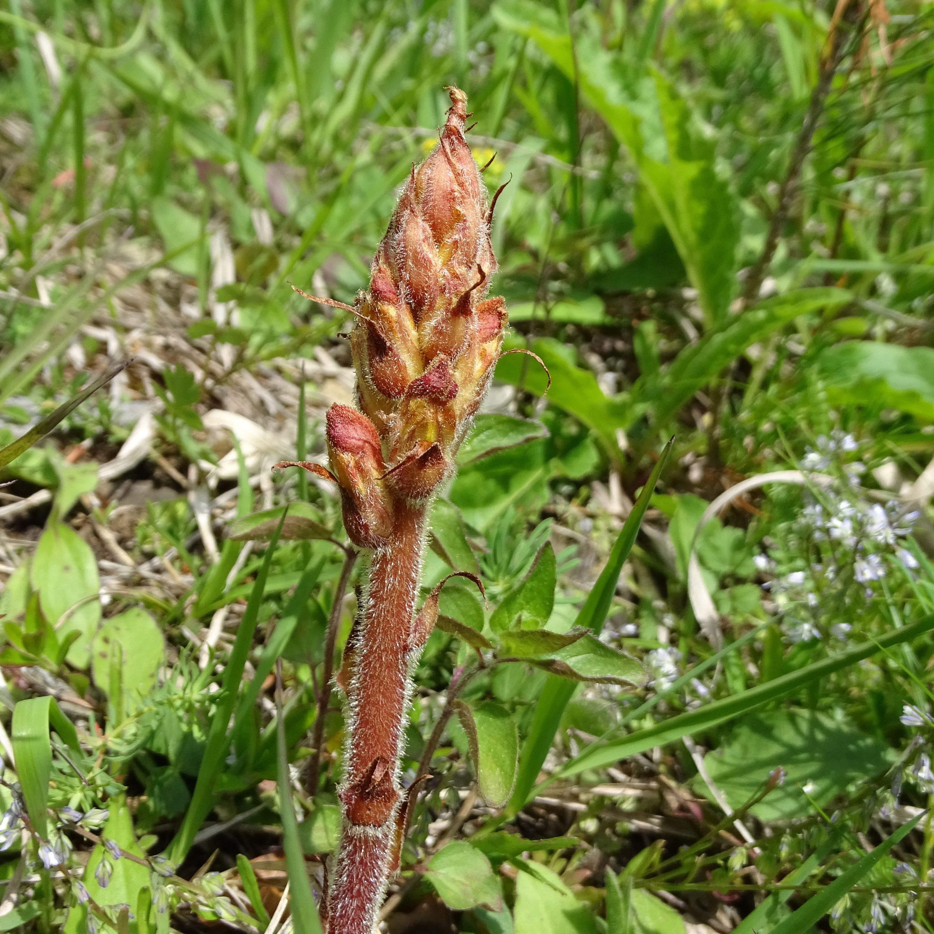 Orobanche gracilis_novystein2.jpg