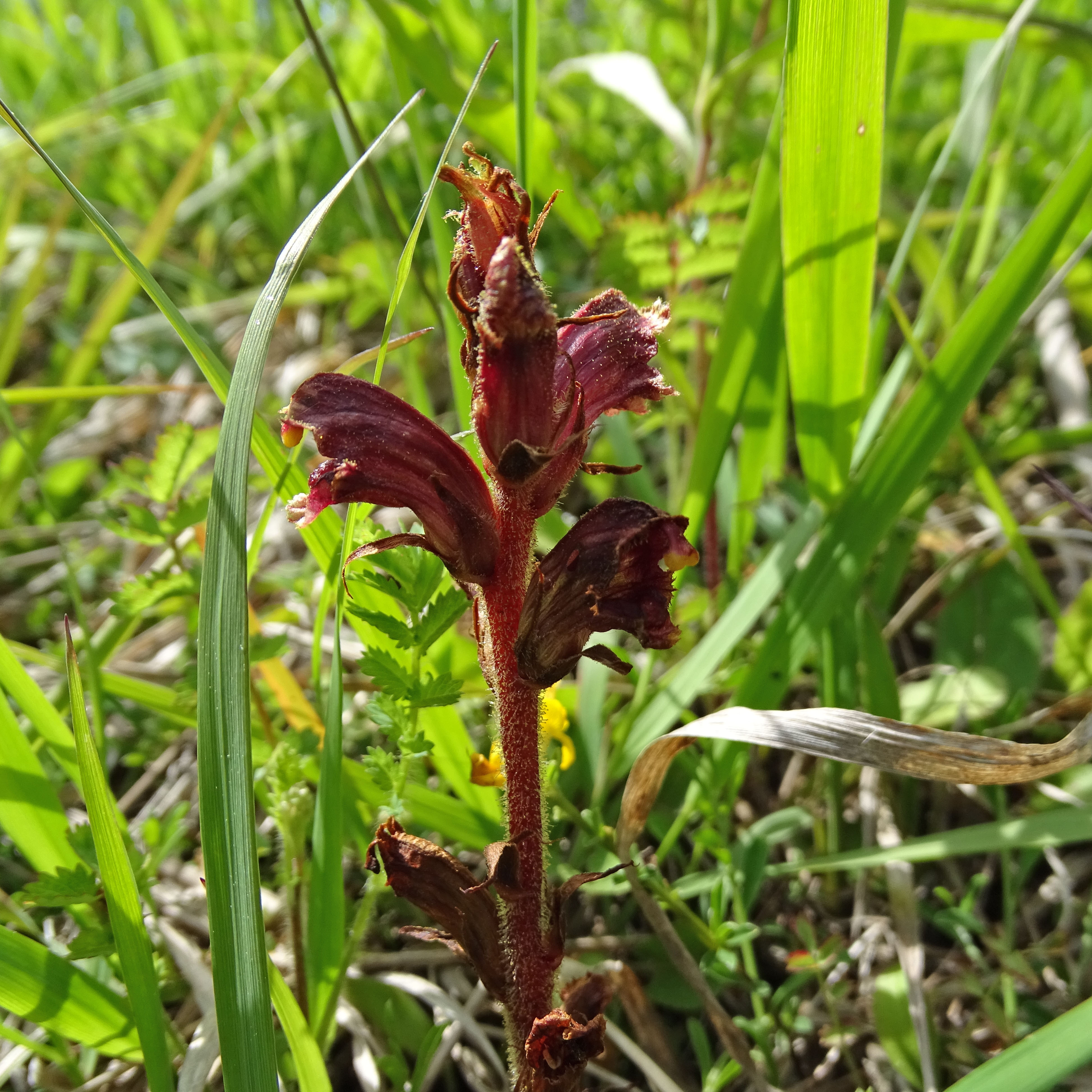 Orobanche gracilis_novystein.jpg