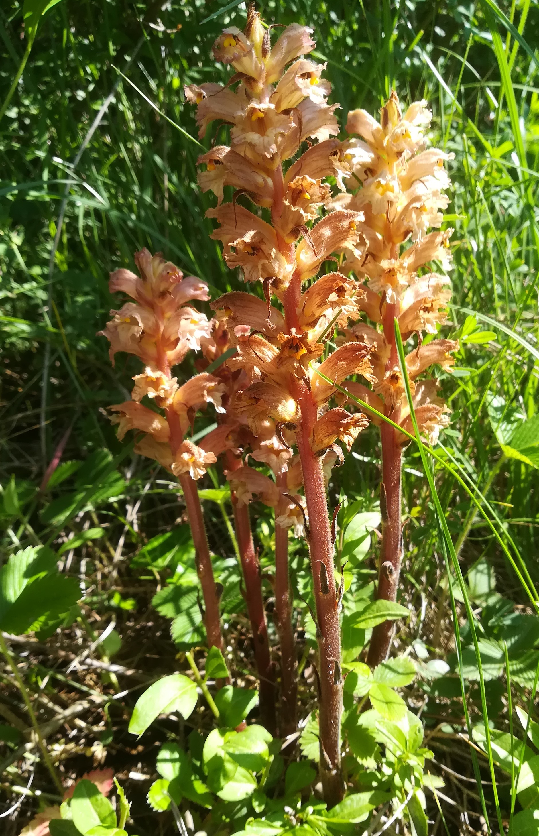 orobanche gracilis hirtenberg_20190524_094536.jpg