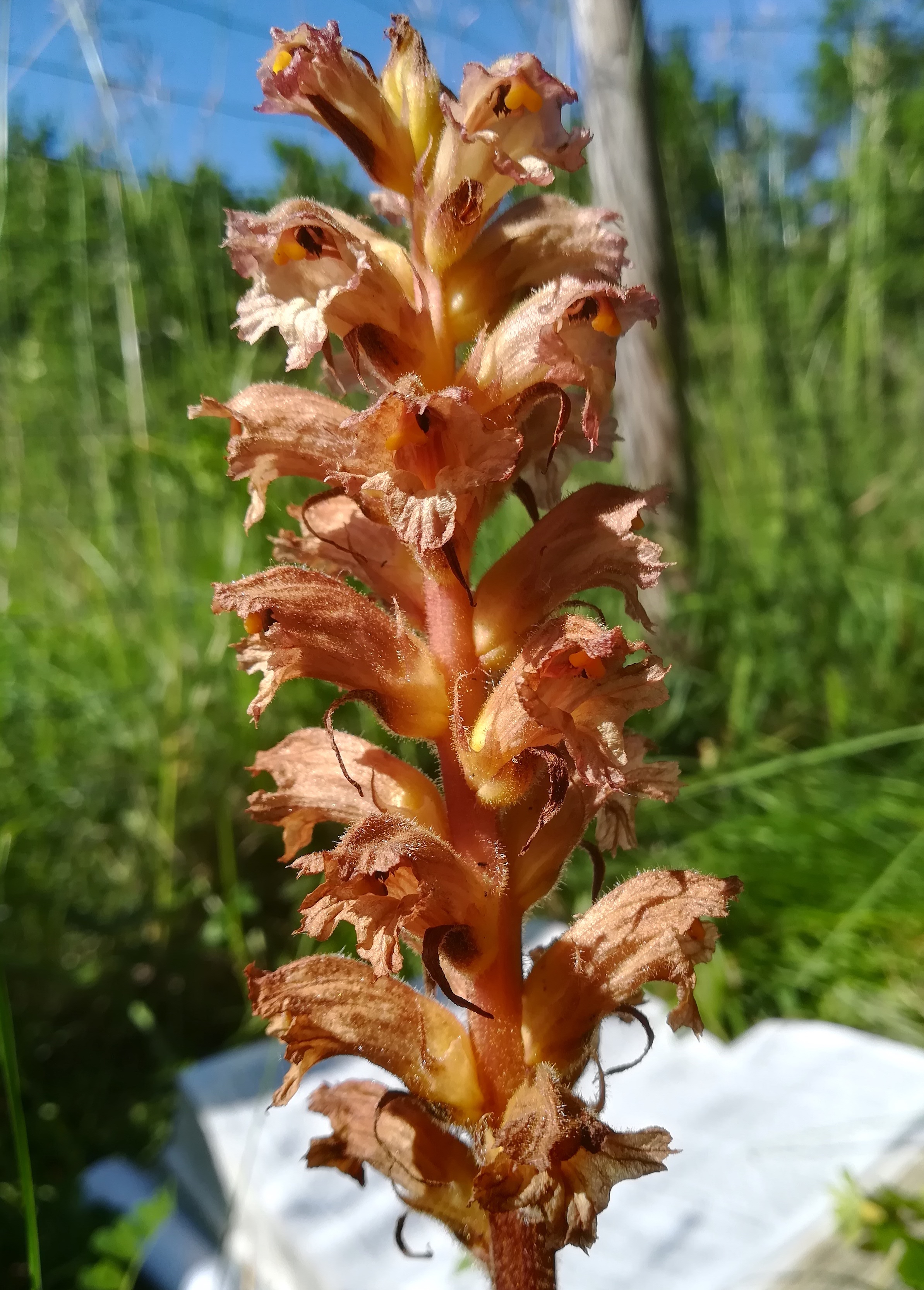 orobanche gracilis hirtenberg_20190524_094622.jpg