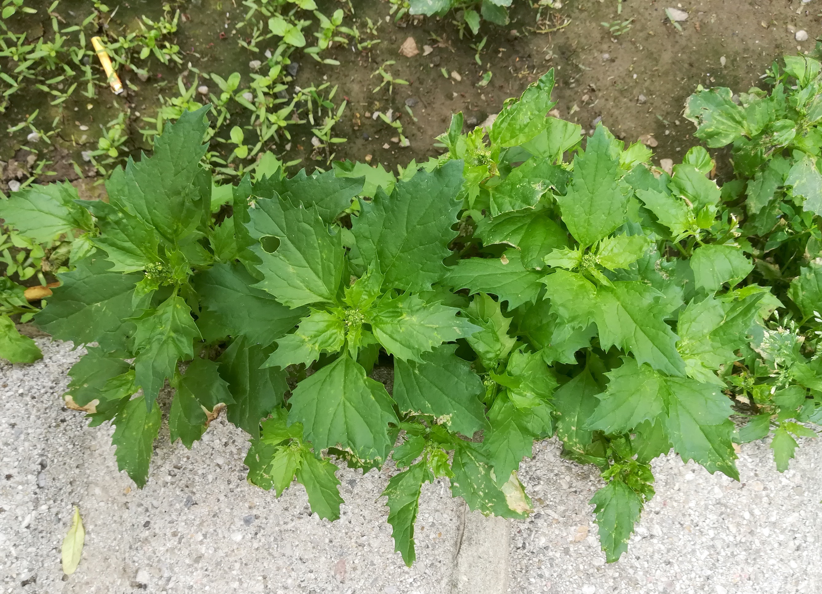 chenopodium murale bacherplatz wien_20190527_110812 2.jpg