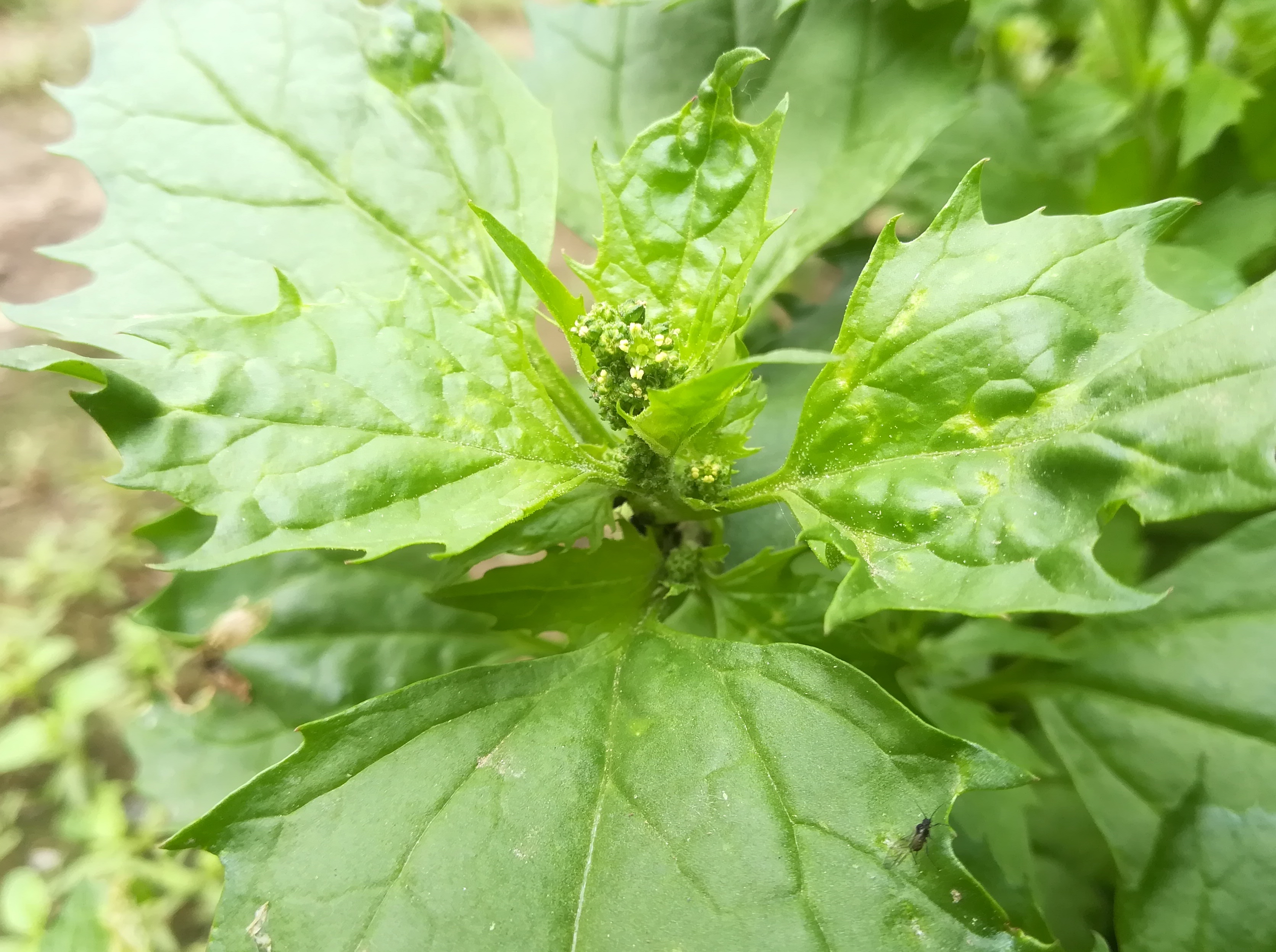 chenopodium murale bacherplatz wien_20190527_110829 2.jpg